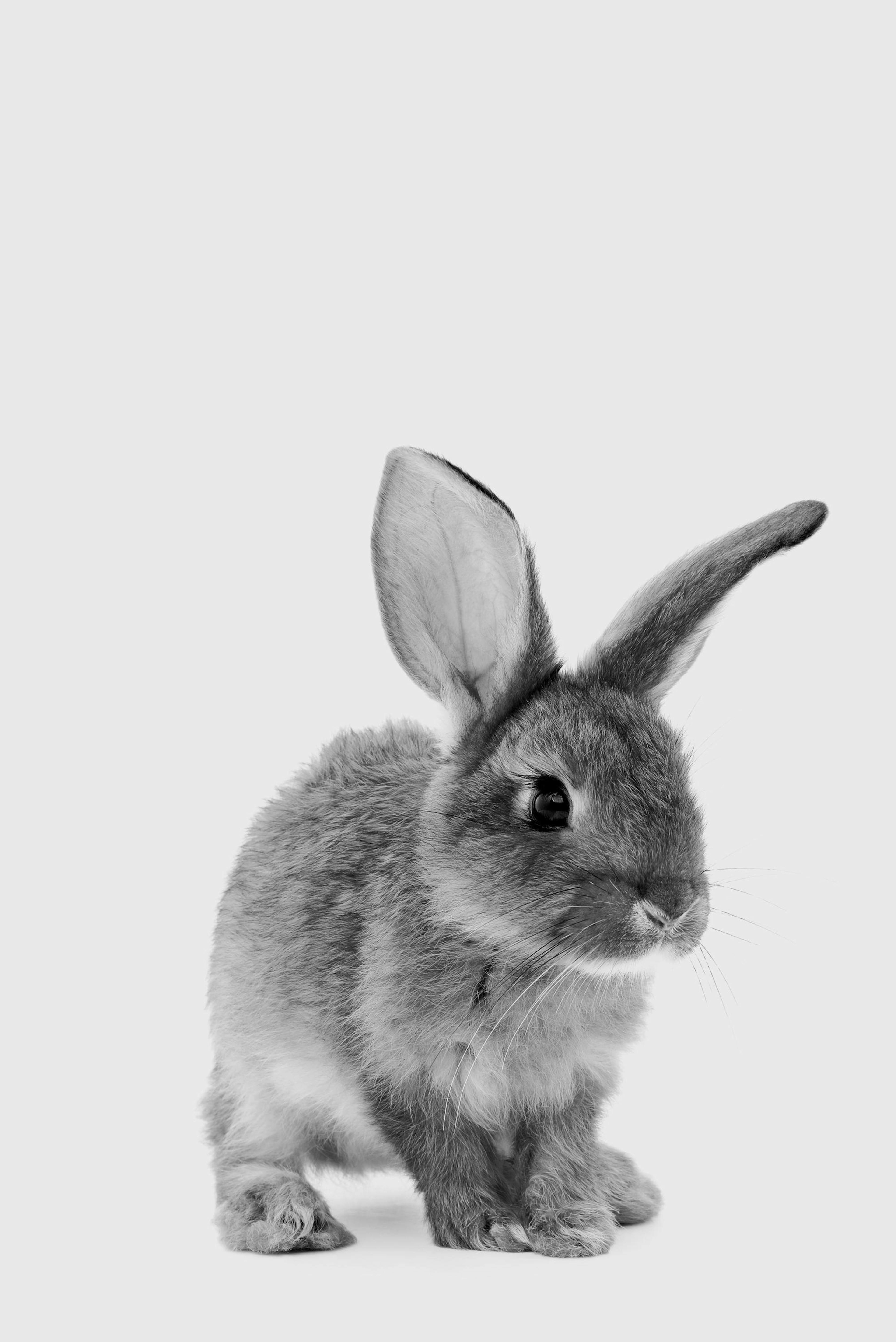 The Little Bunny Poster