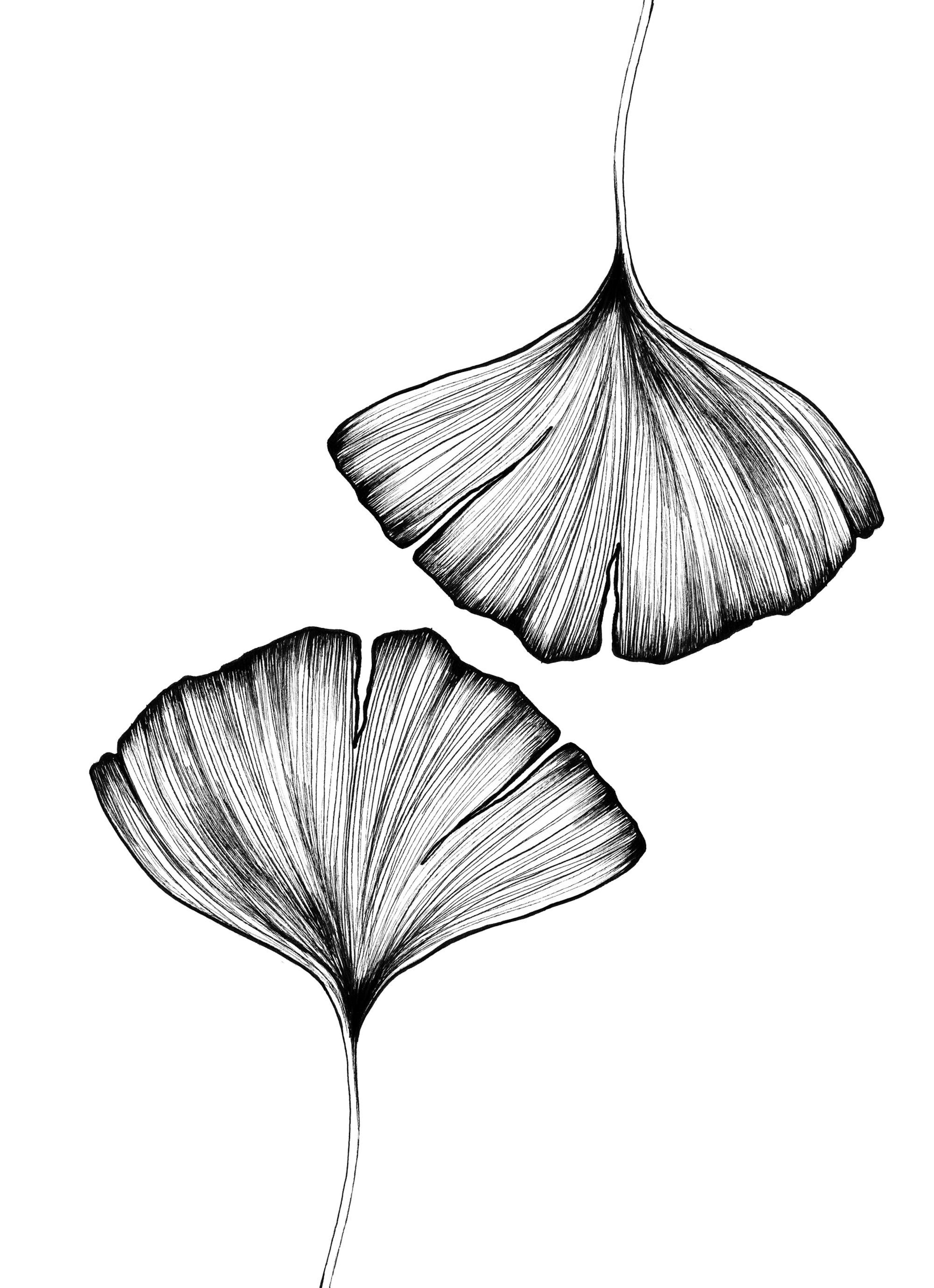 Ginkgo Leaves Print