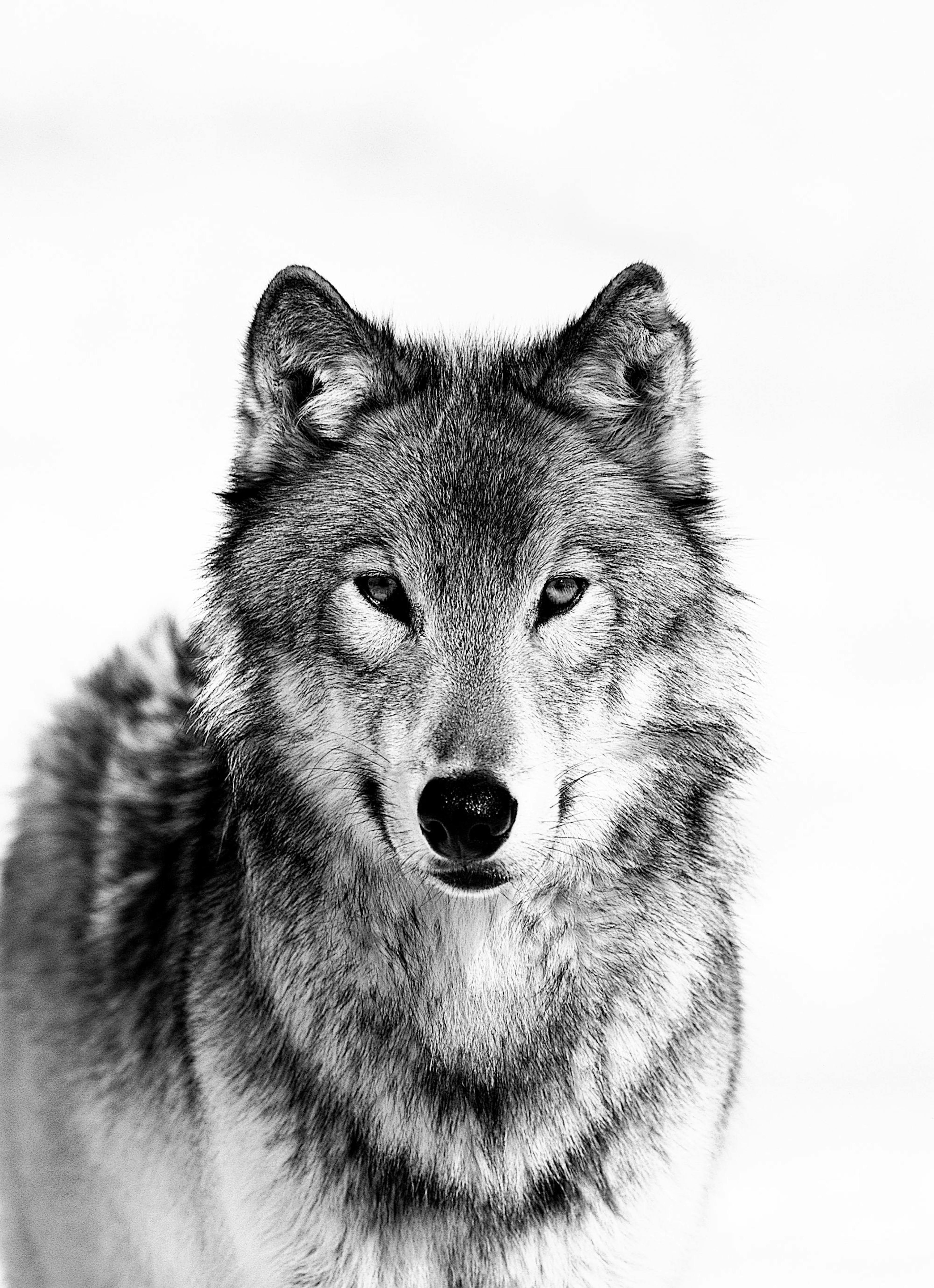 Wolf B&W Print