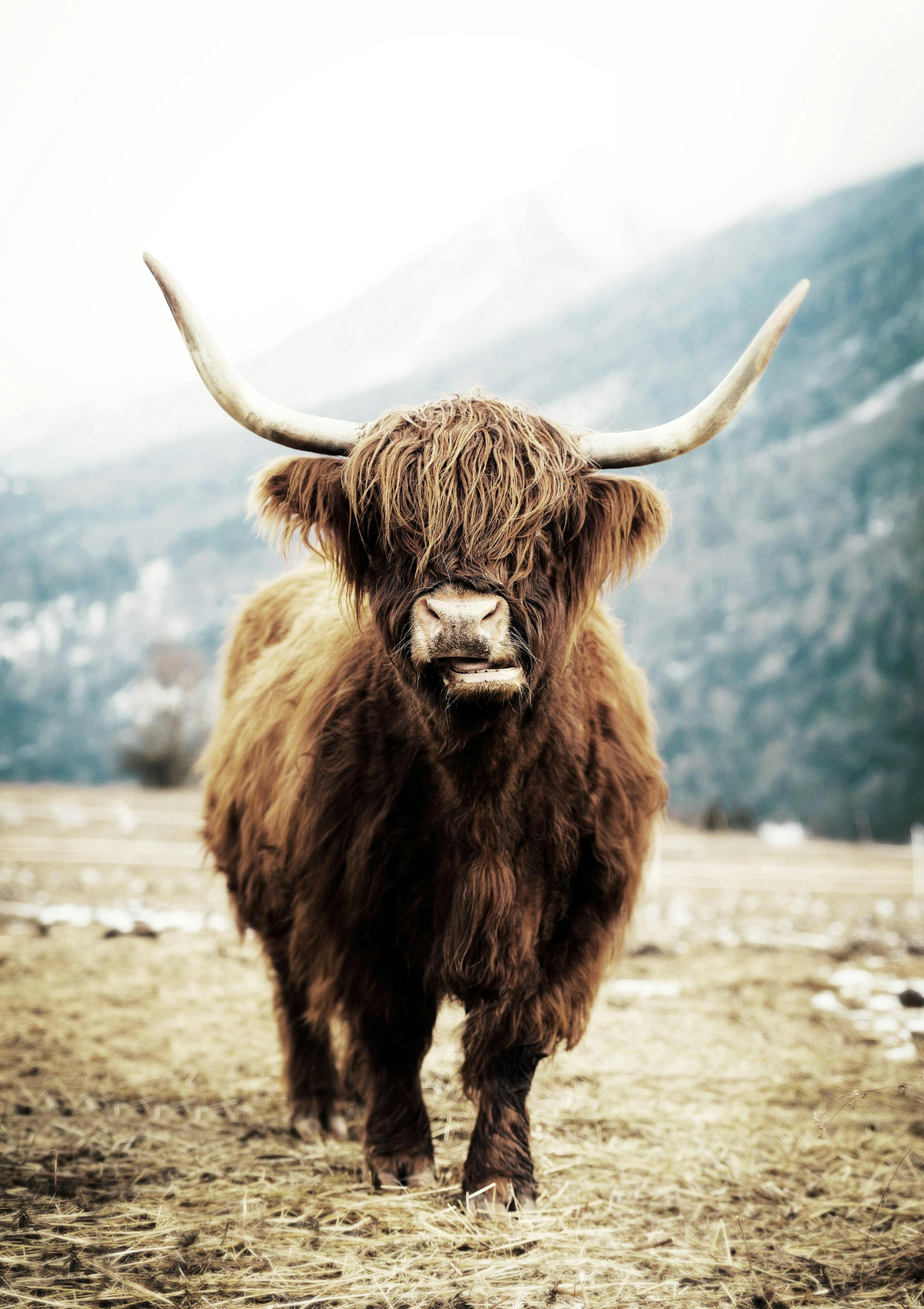 Highland Cattle On Field Poster