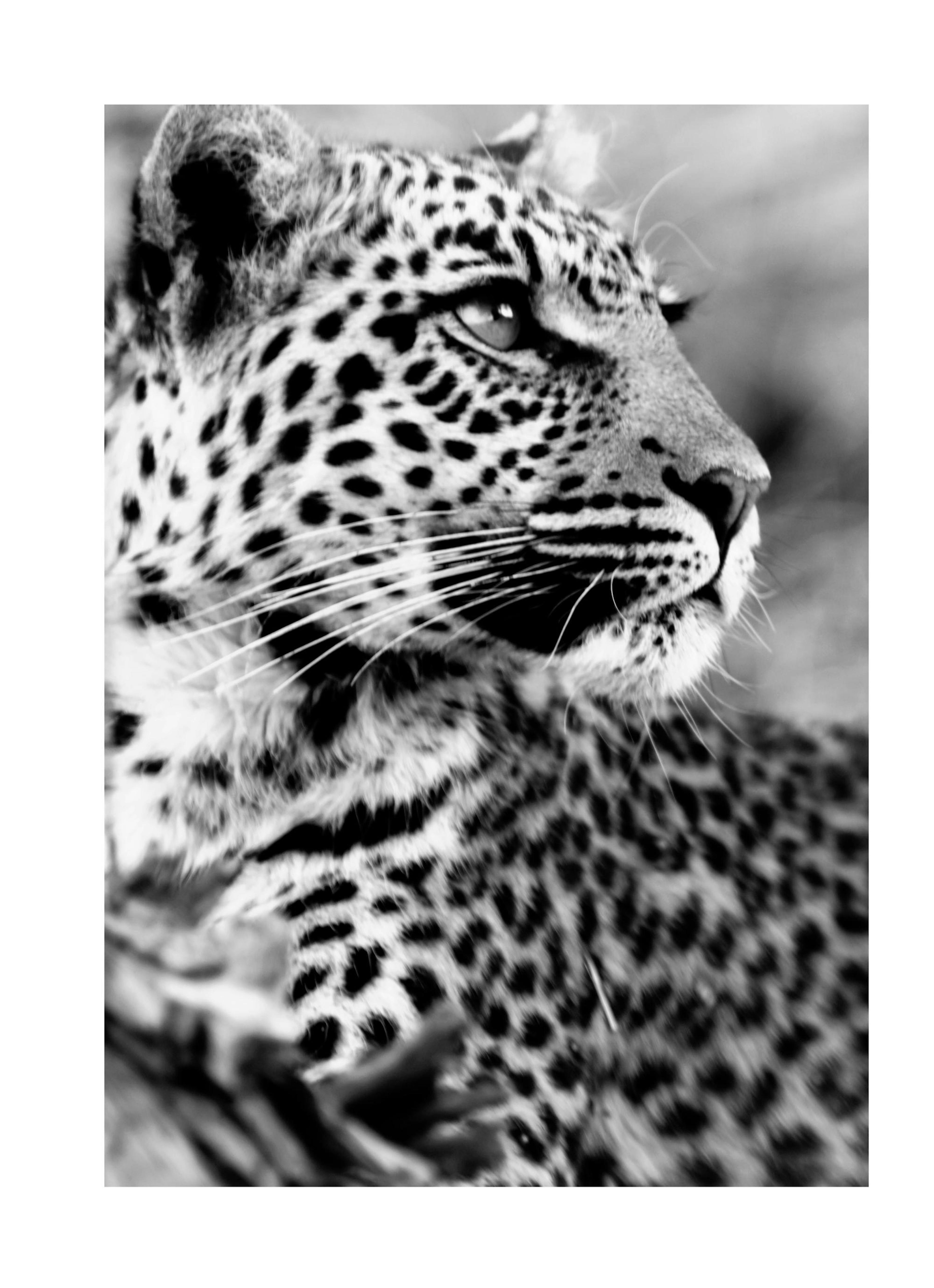 Leopard Print