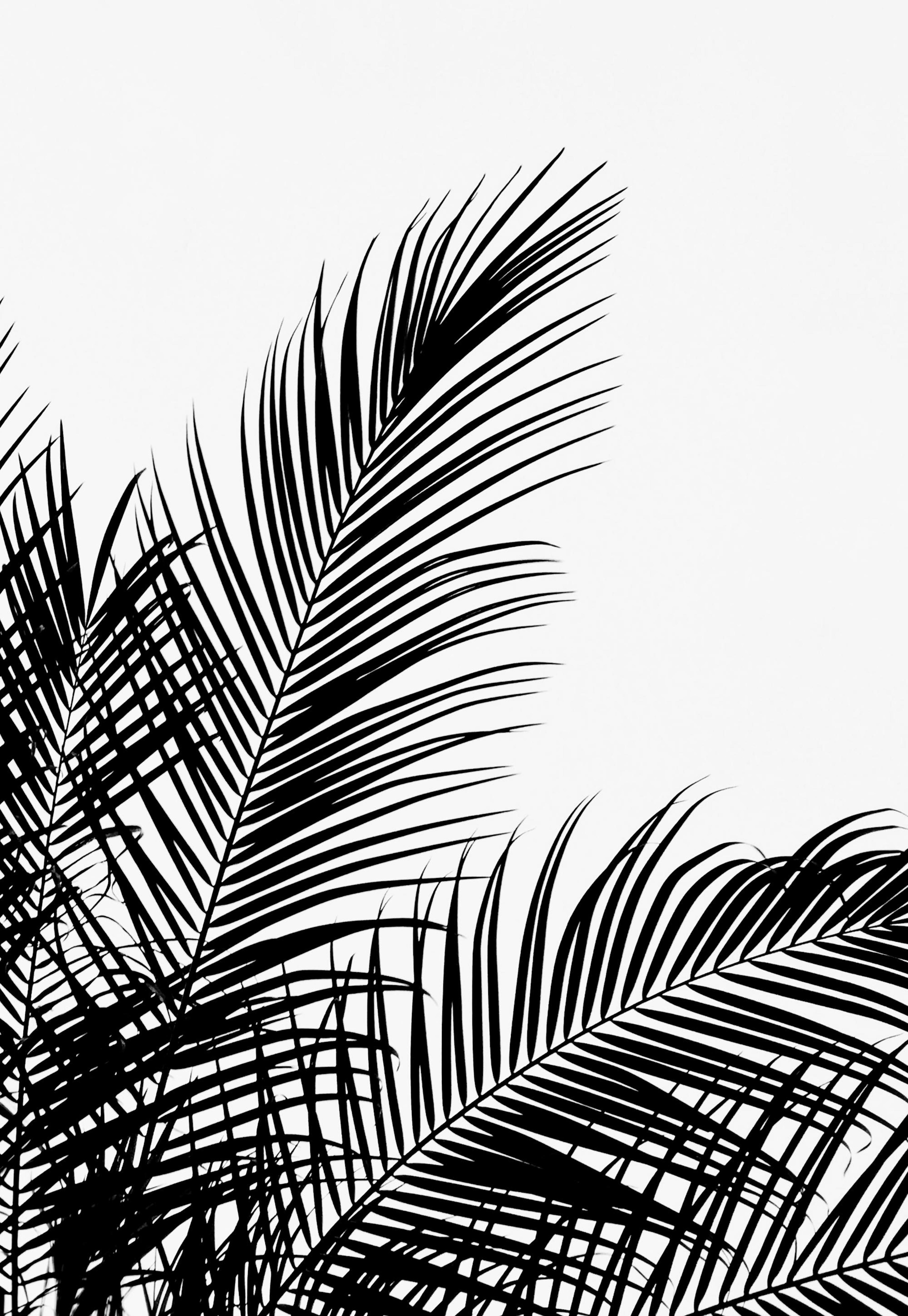 Black Palm Tree Two Poster 0