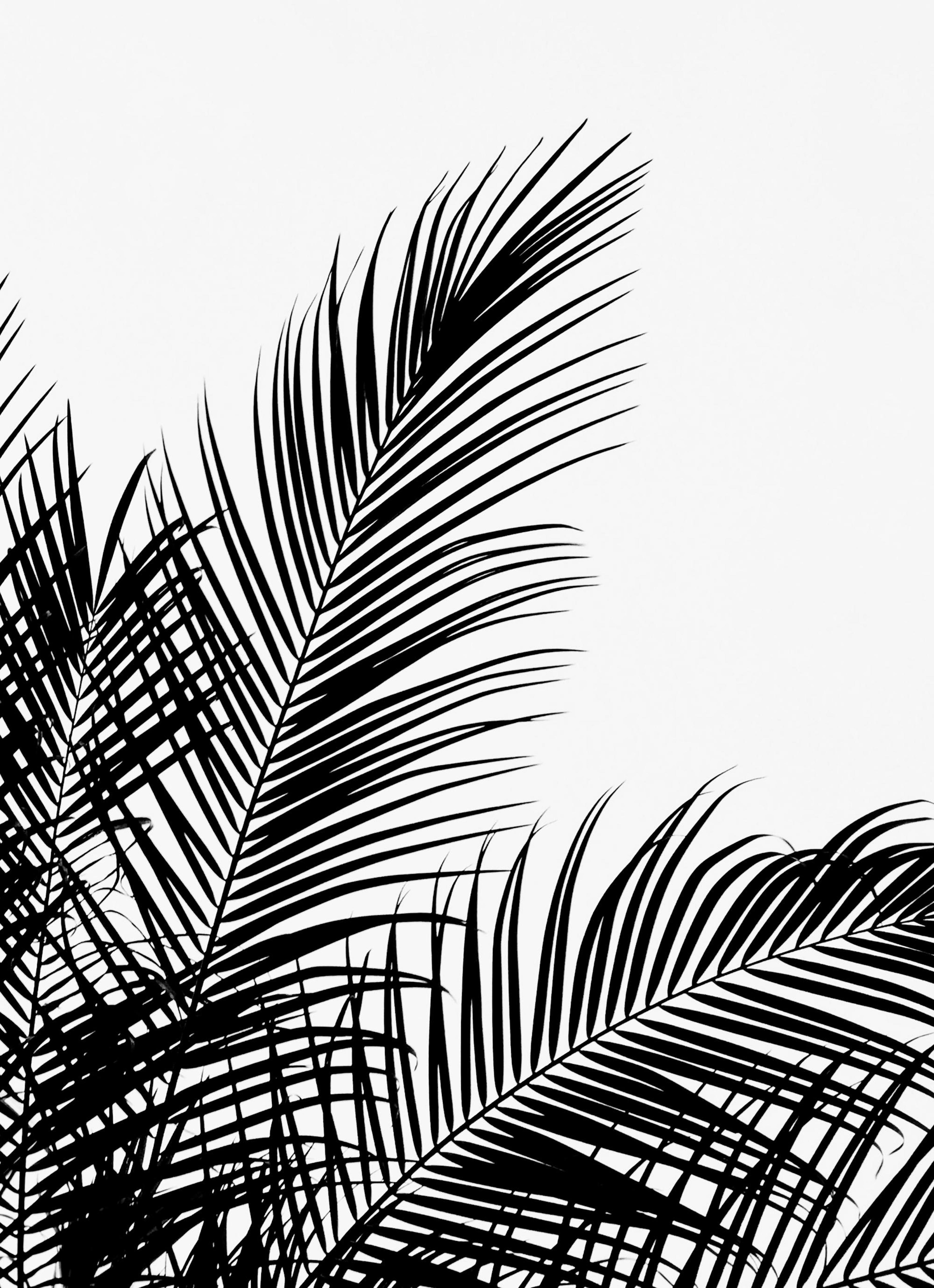 Black Palm Tree Two Print