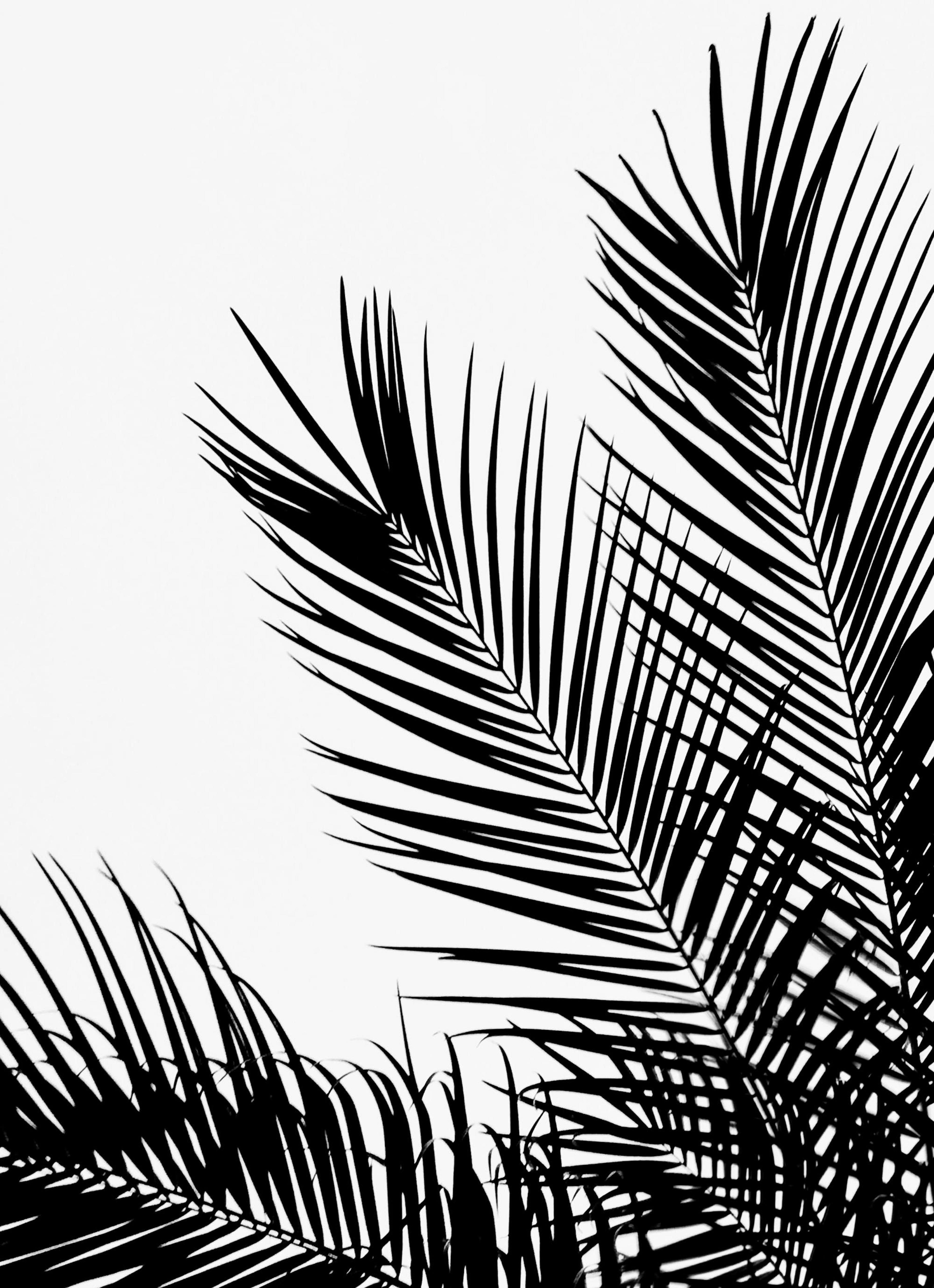 Black Palm Tree One Affiche
