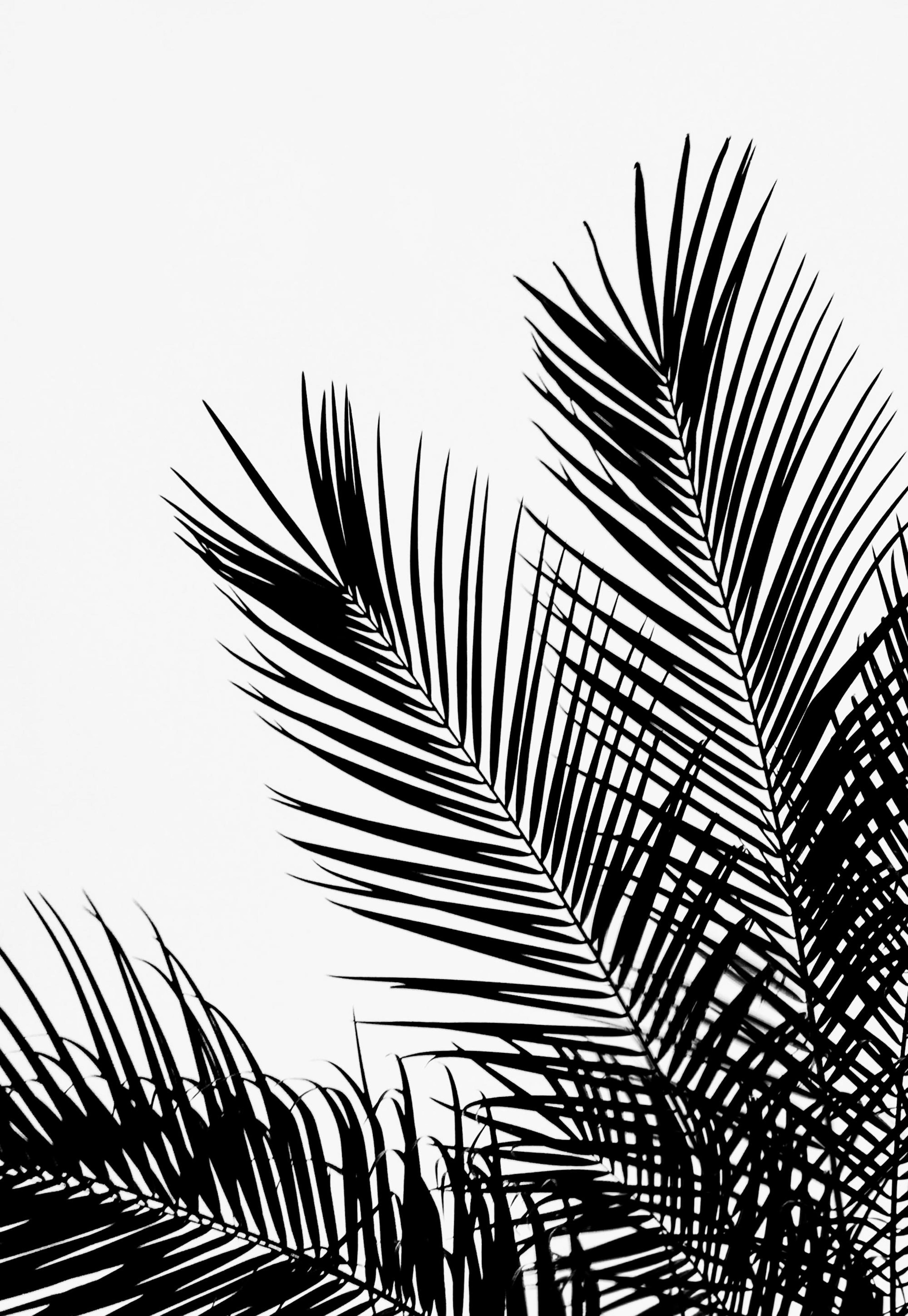 Black Palm Tree One Poster 0