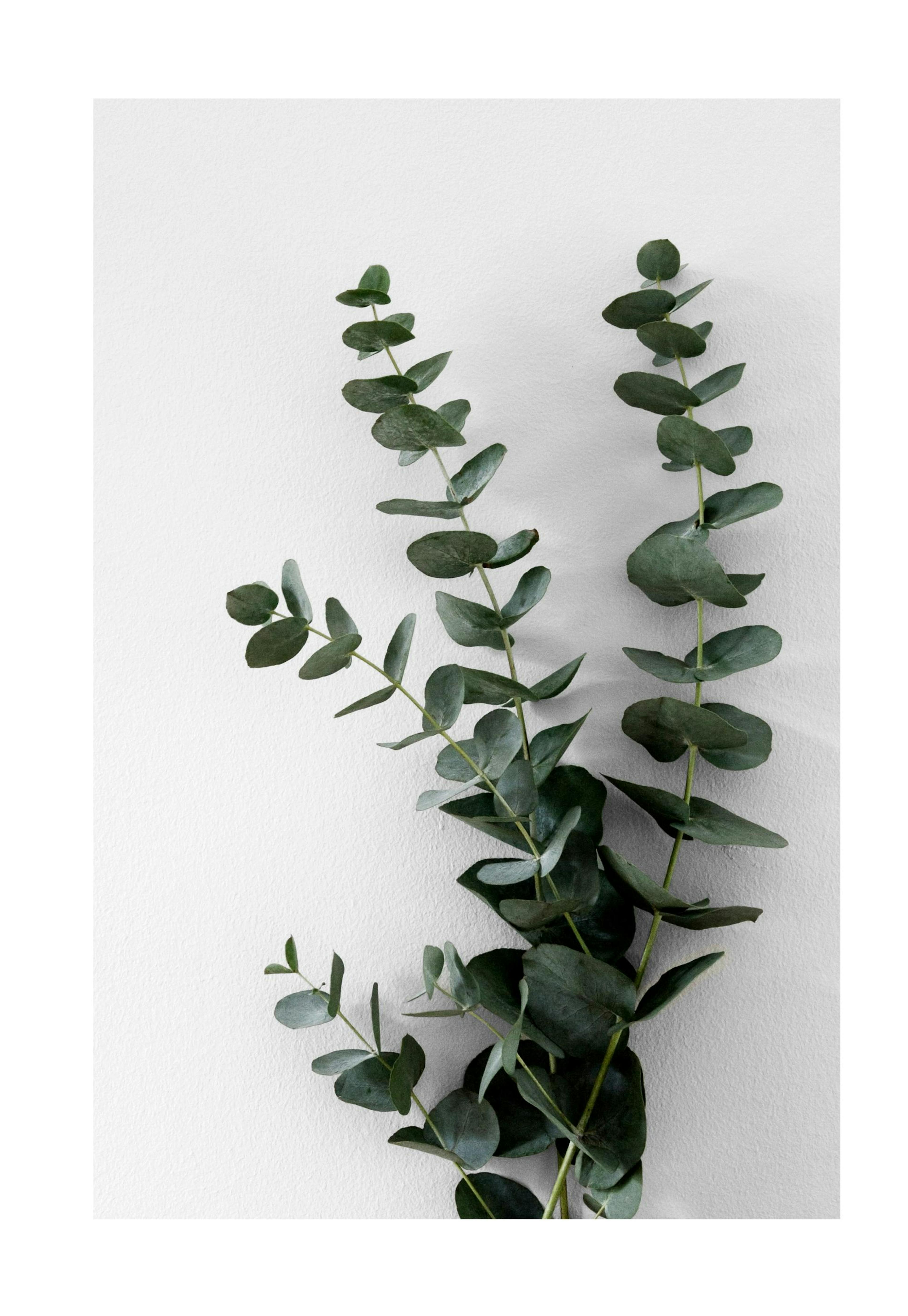 Eucalyptus Branch Two Poster 0