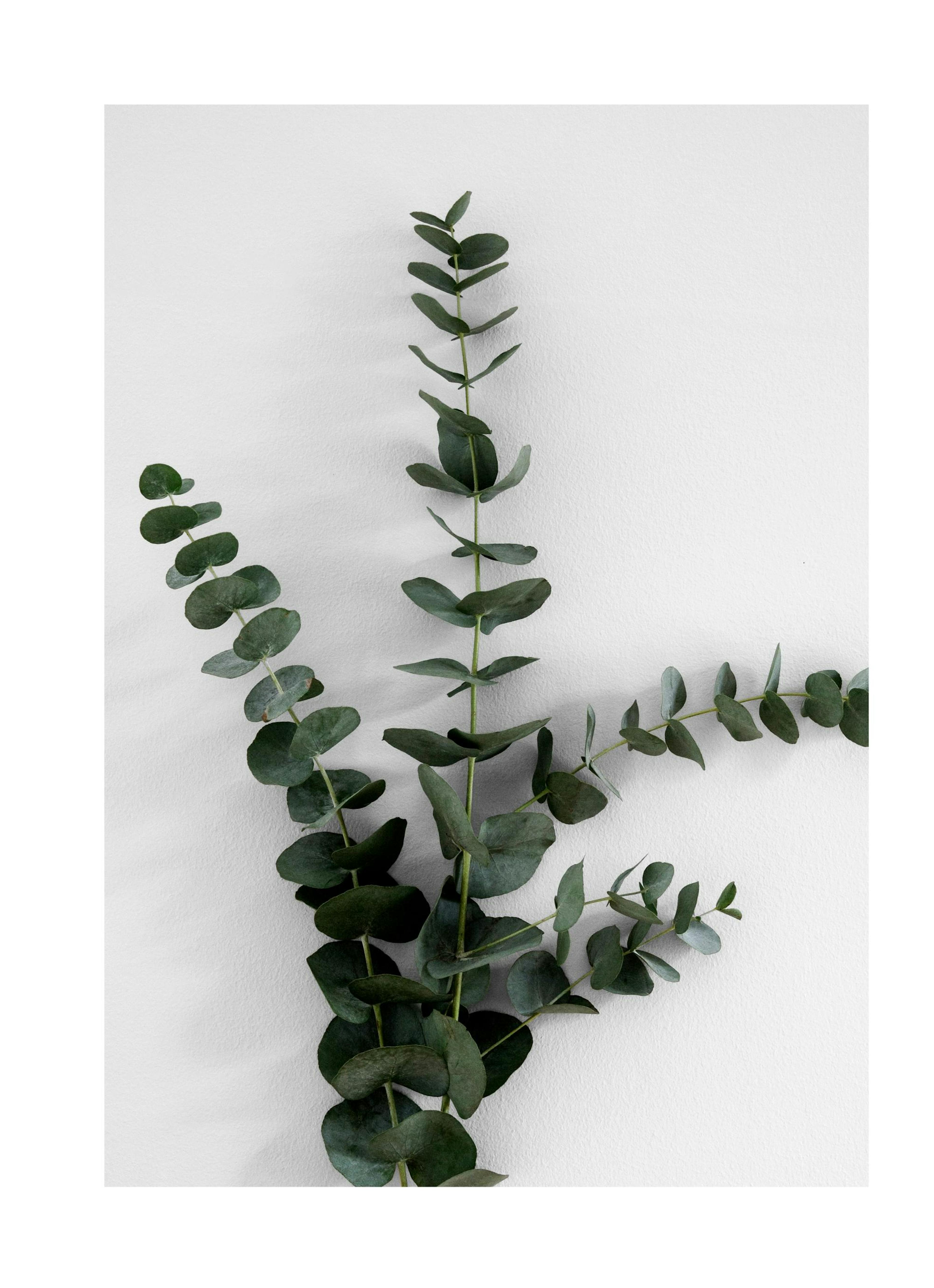 Eucalyptus Branch Three Poster