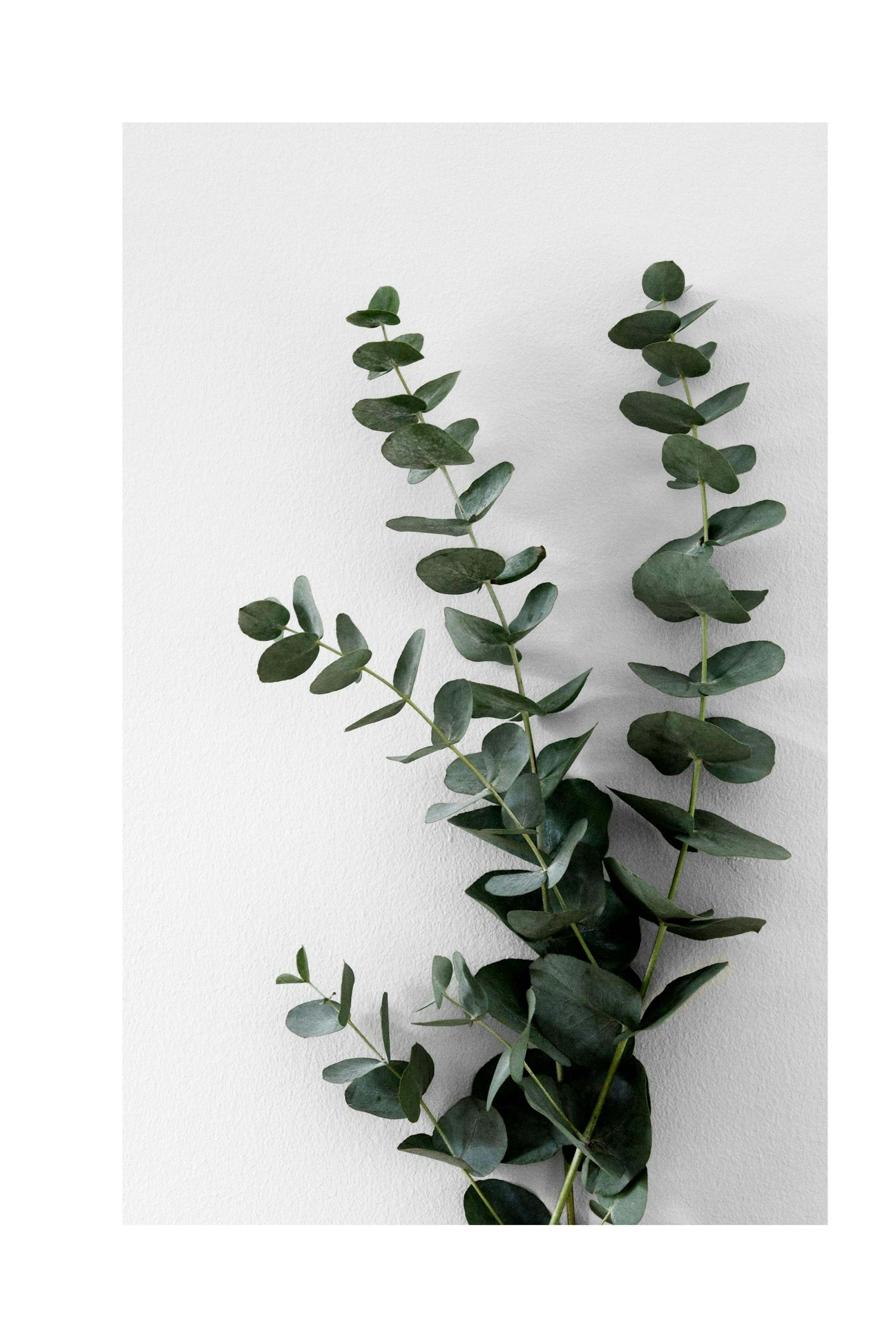 Eucalyptus Branch Two Poster