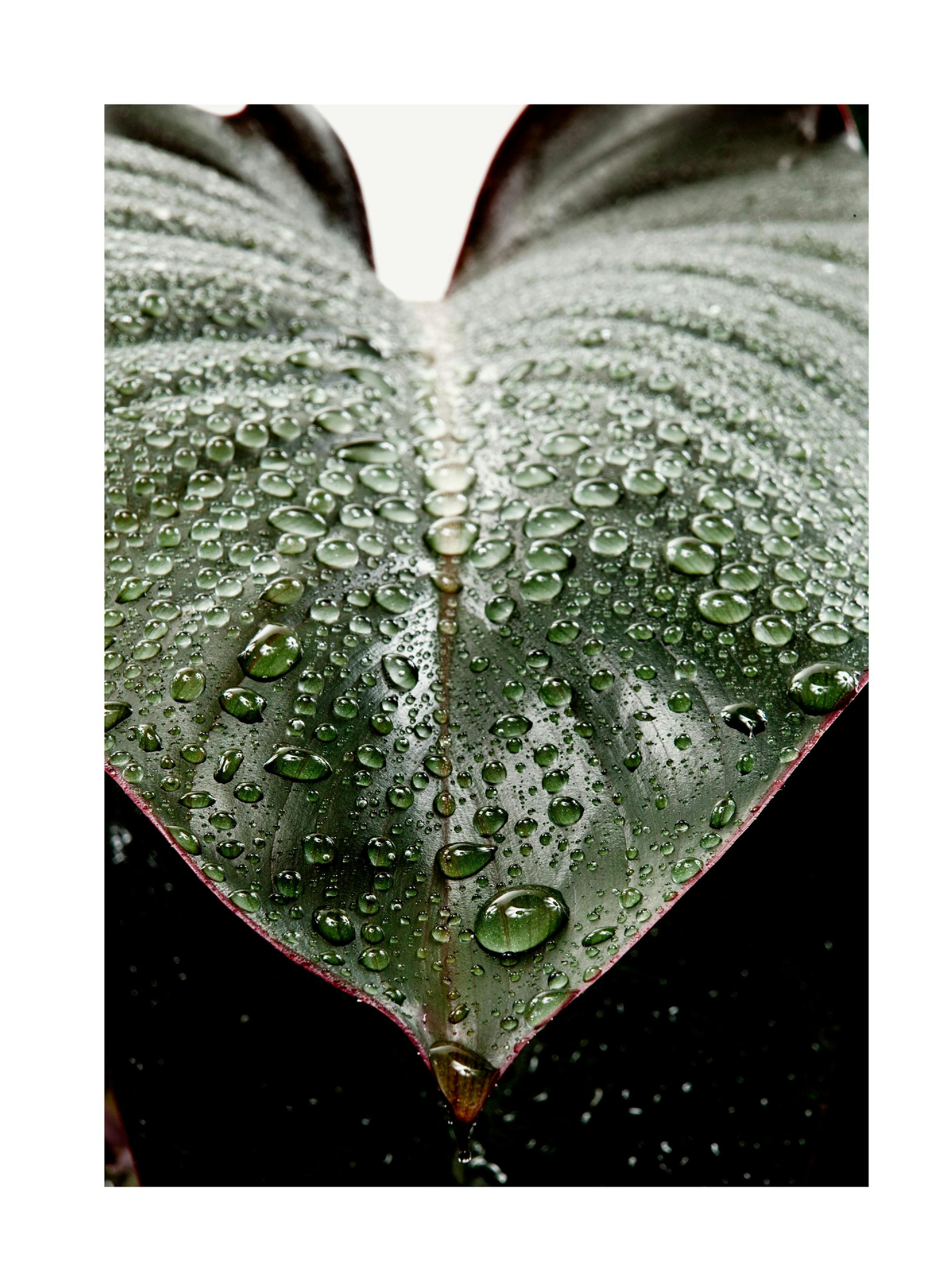 Wet Rubber Leaf Two Print