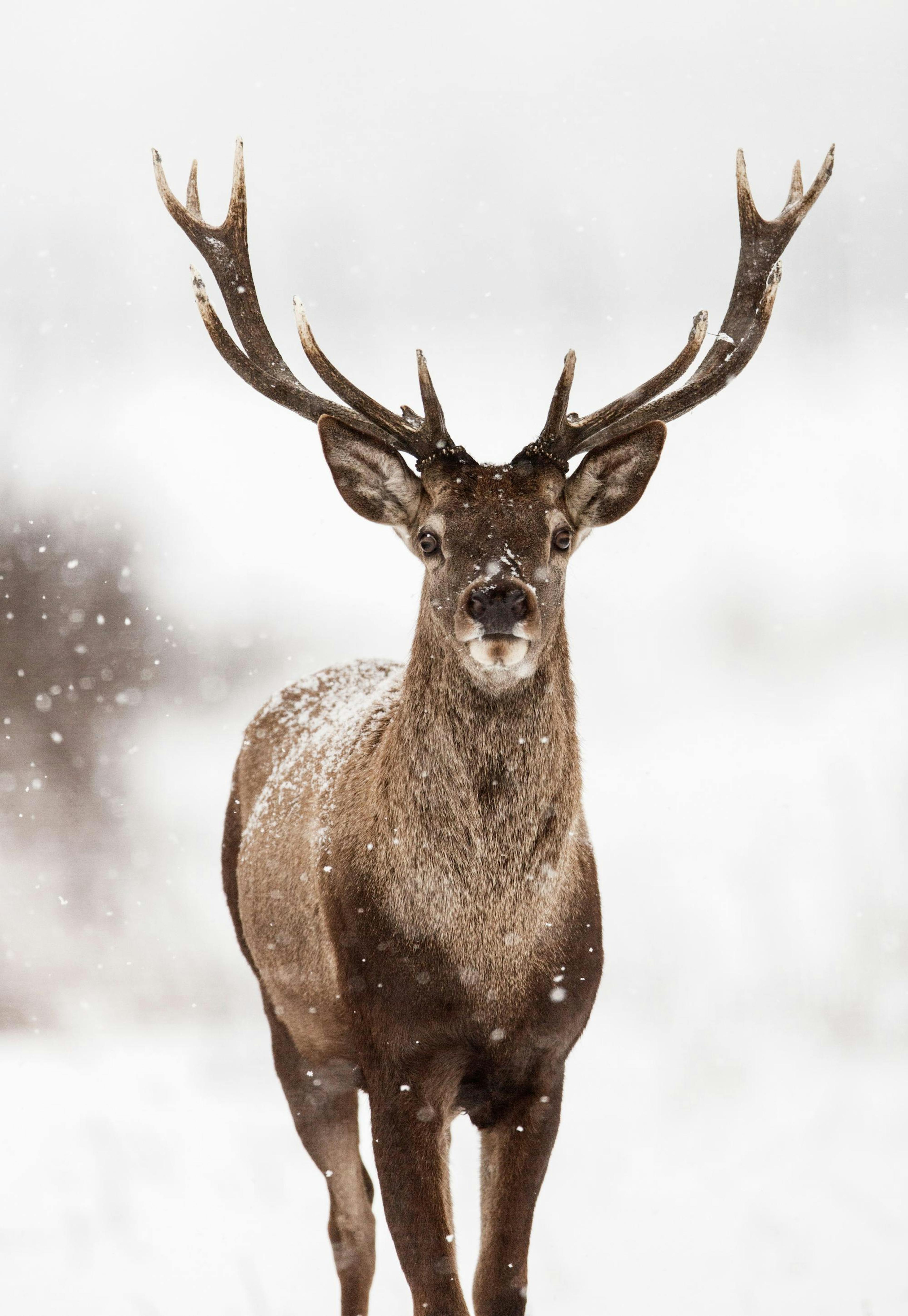 Deer Winter Landscape Affiche 0