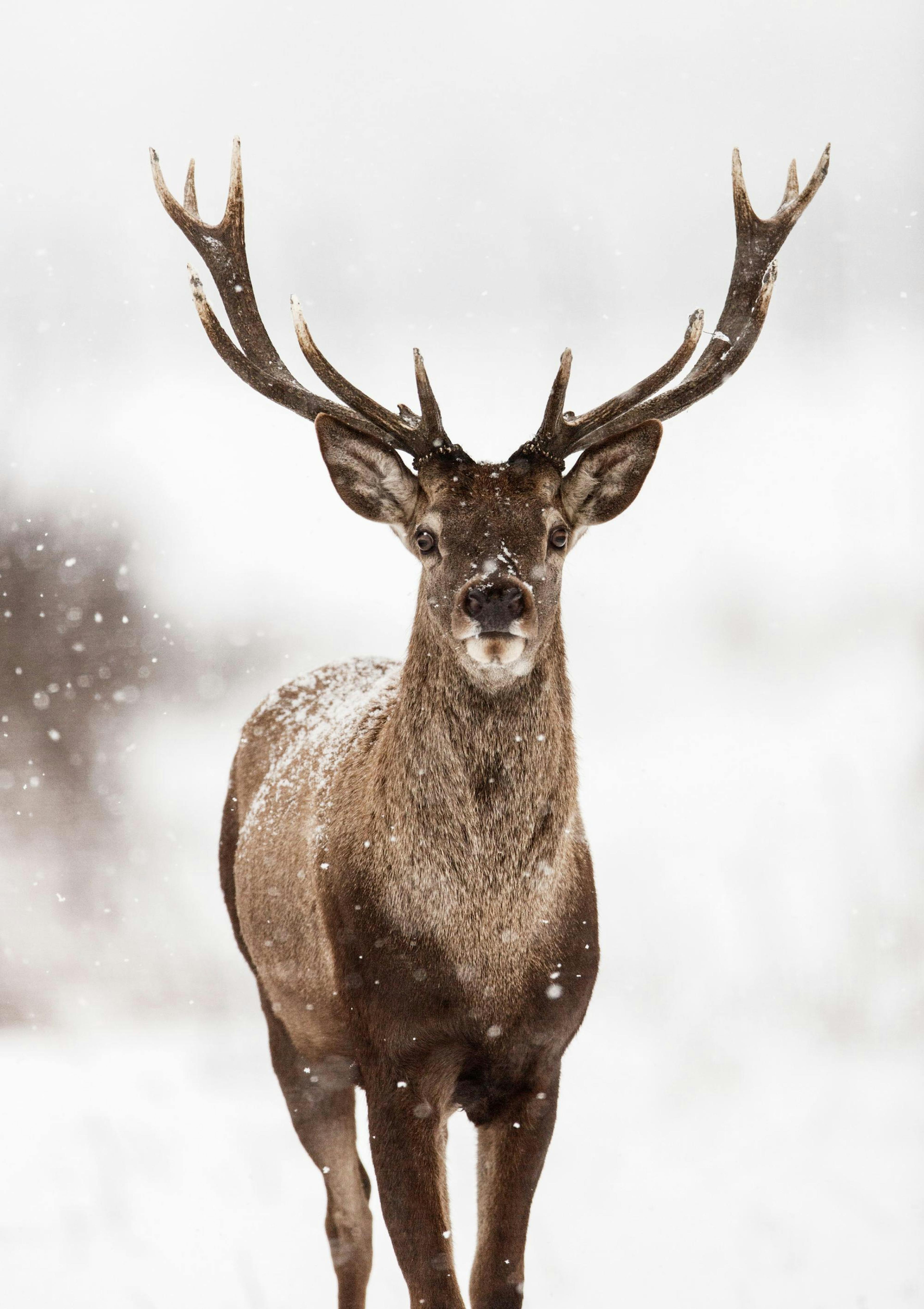Deer Winter Landscape Affiche