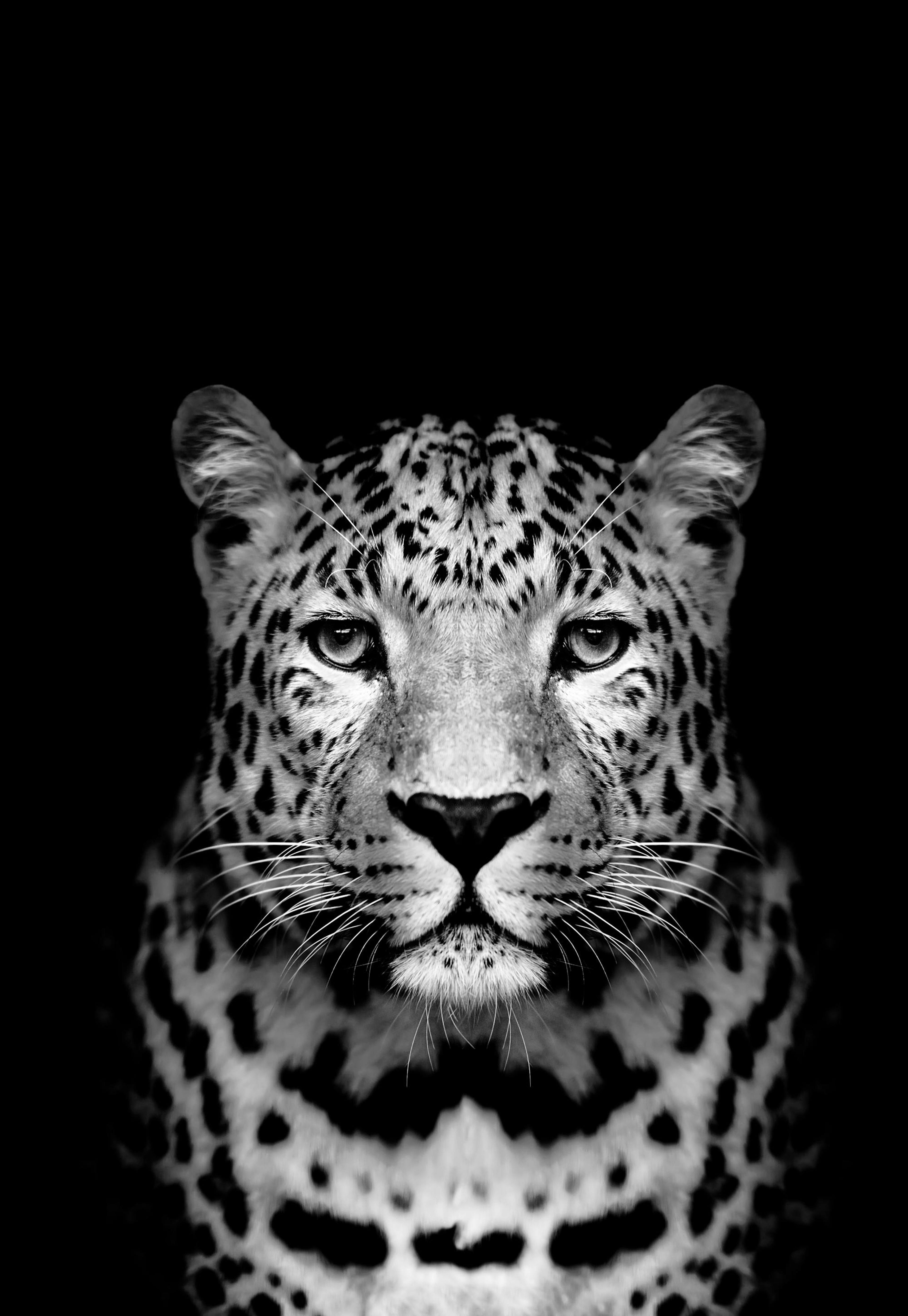 Leopard B&W Poster 0