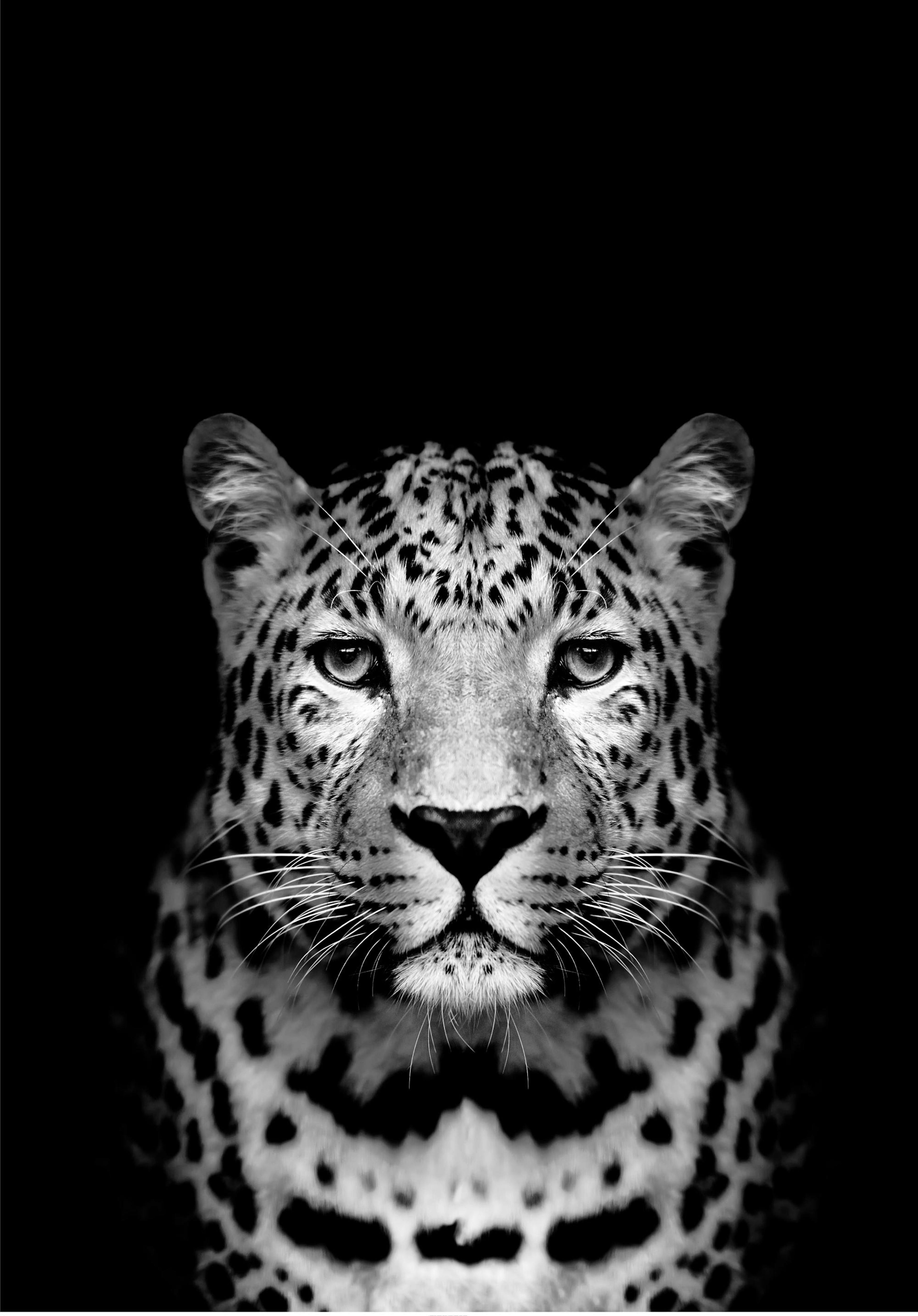 Leopard B&W Print