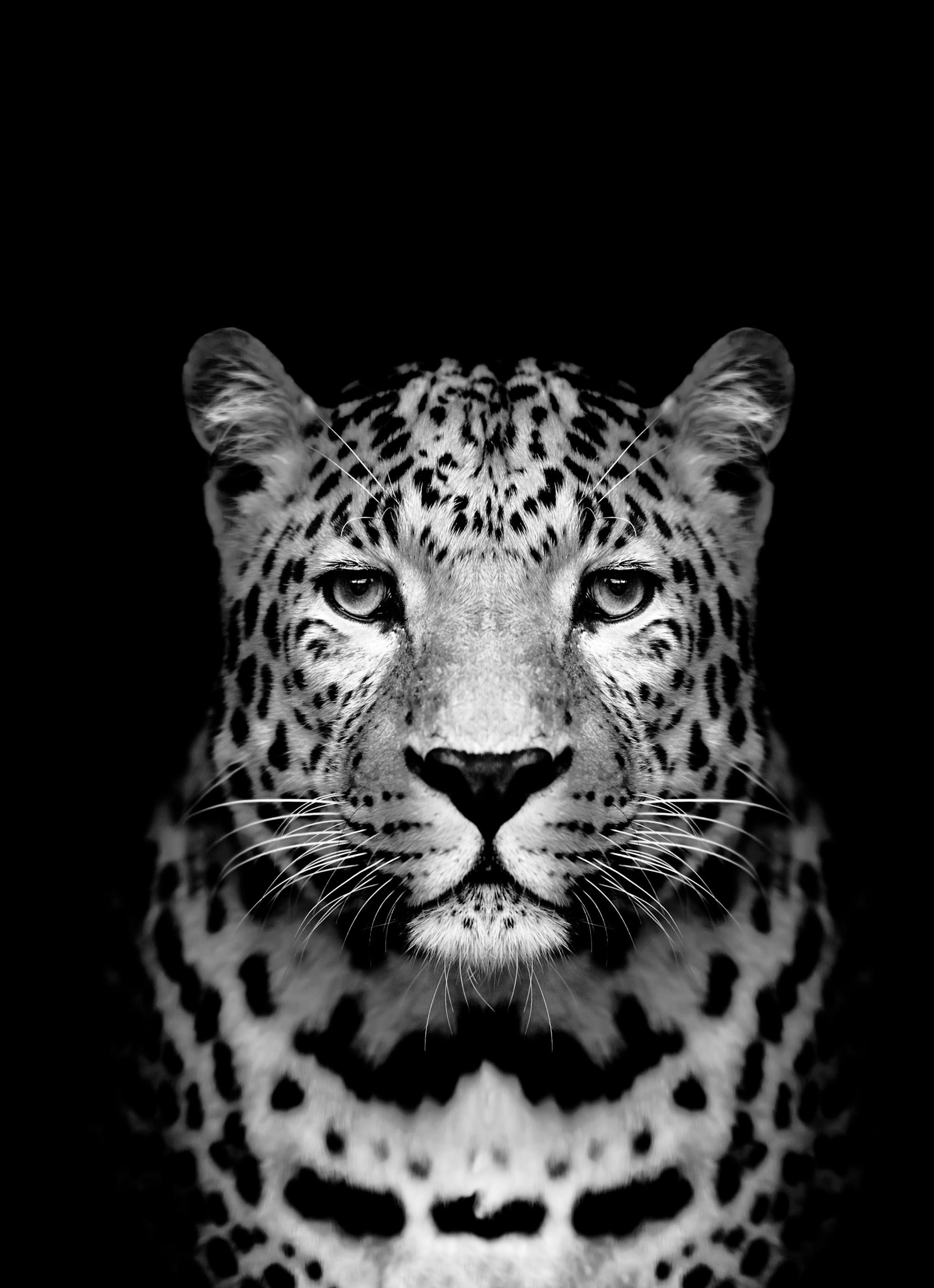Leopard B&W Print