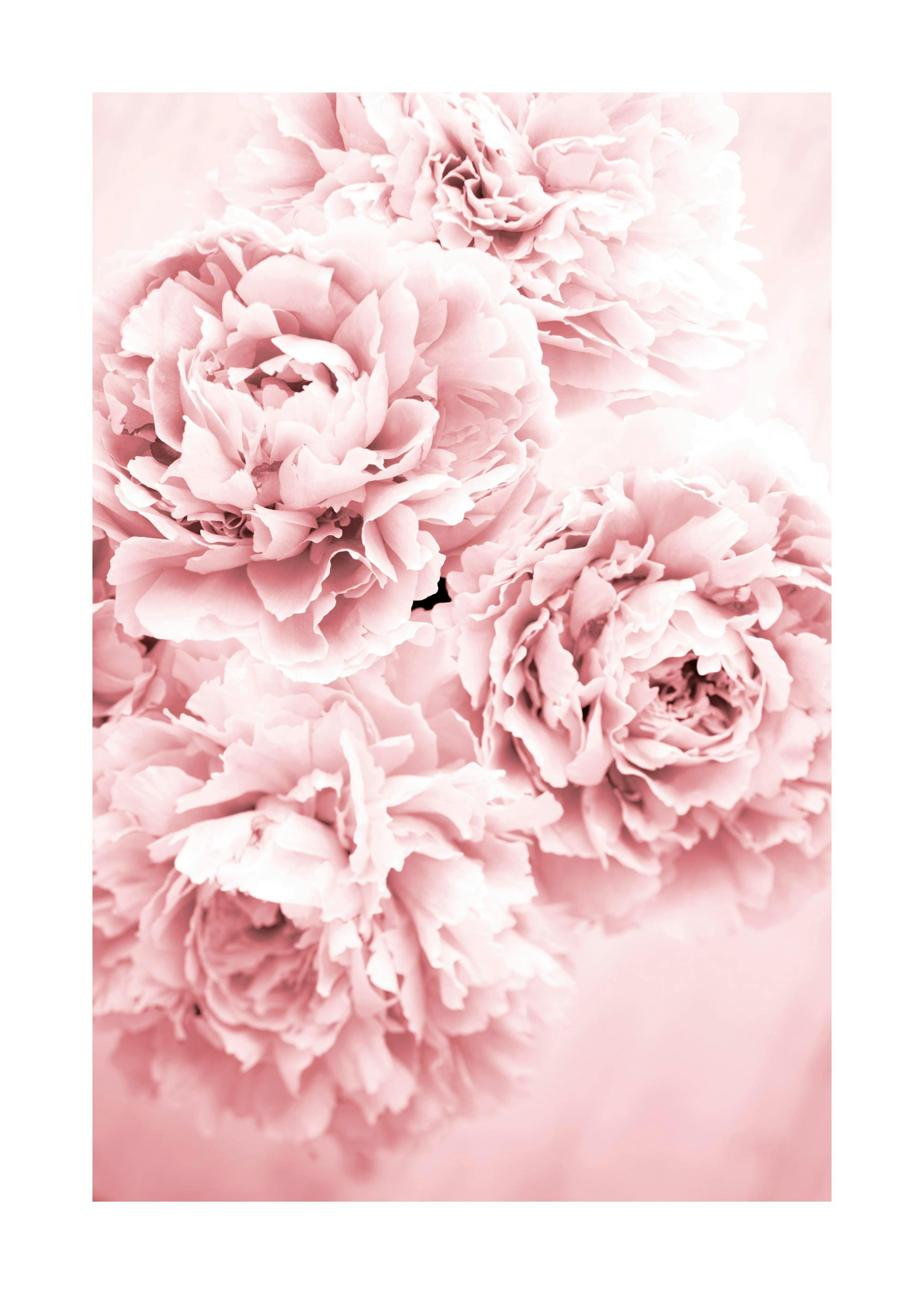 Pink Dream Print 0
