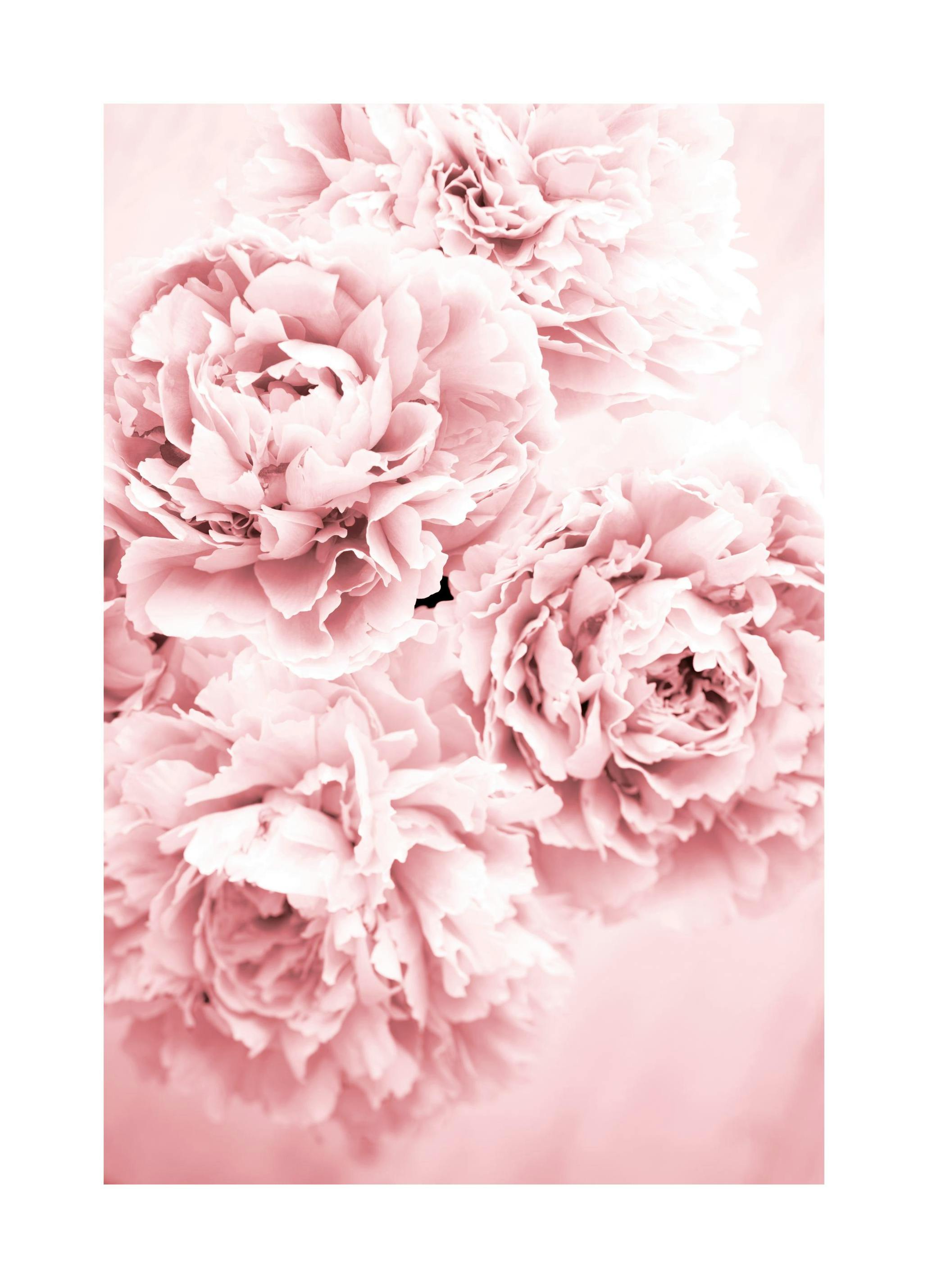 Pink Dream Poster (30x40 cm) - Bloemen