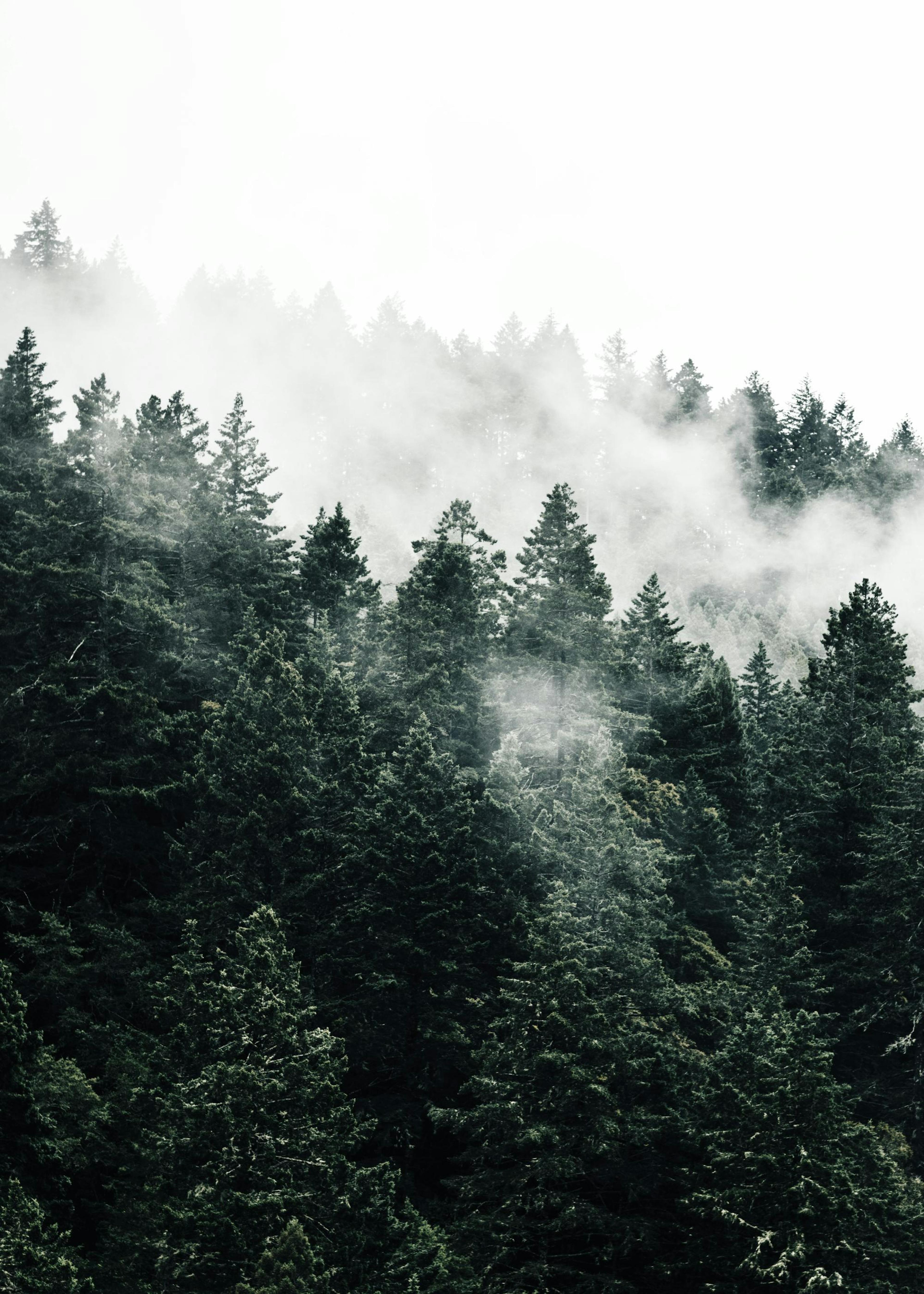 Pine Tree In The Fog Plakát 0