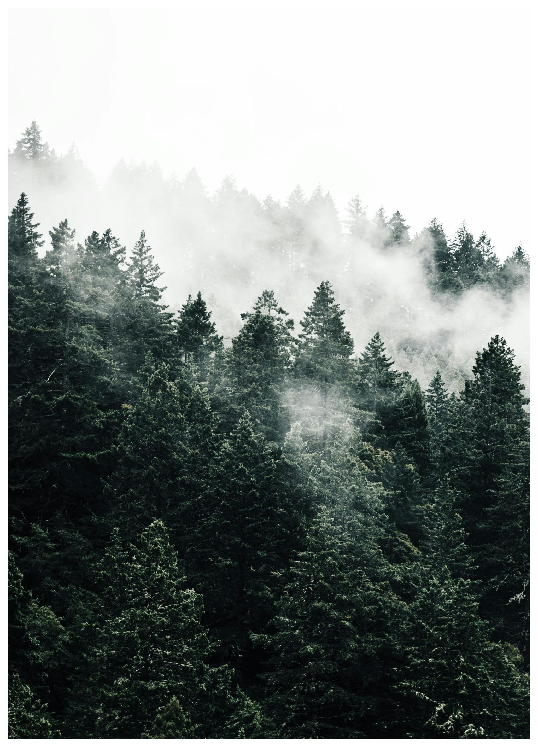 Pine Tree In The Fog Poster (30x40 cm) - Natuur posters