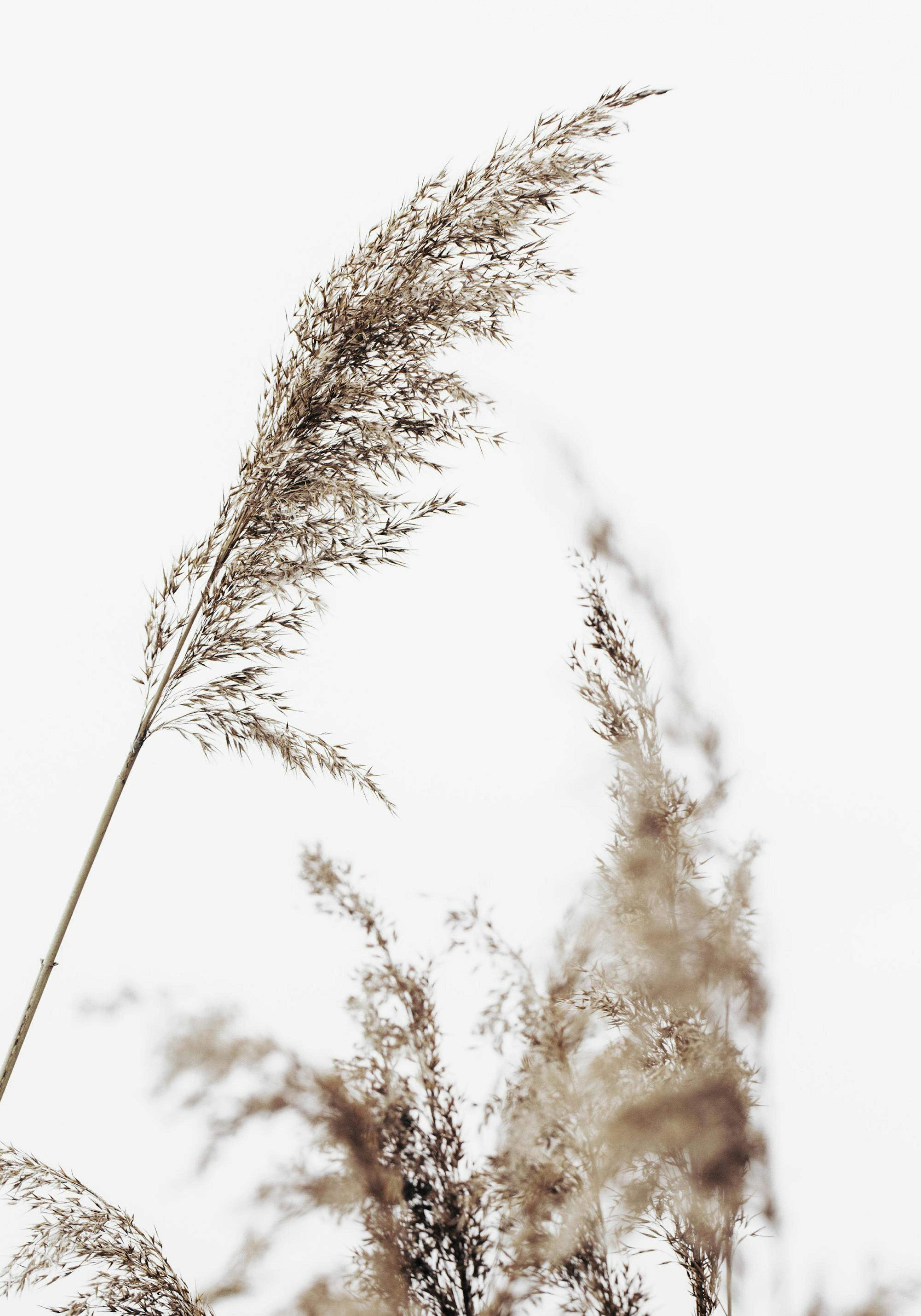 Grass Poster