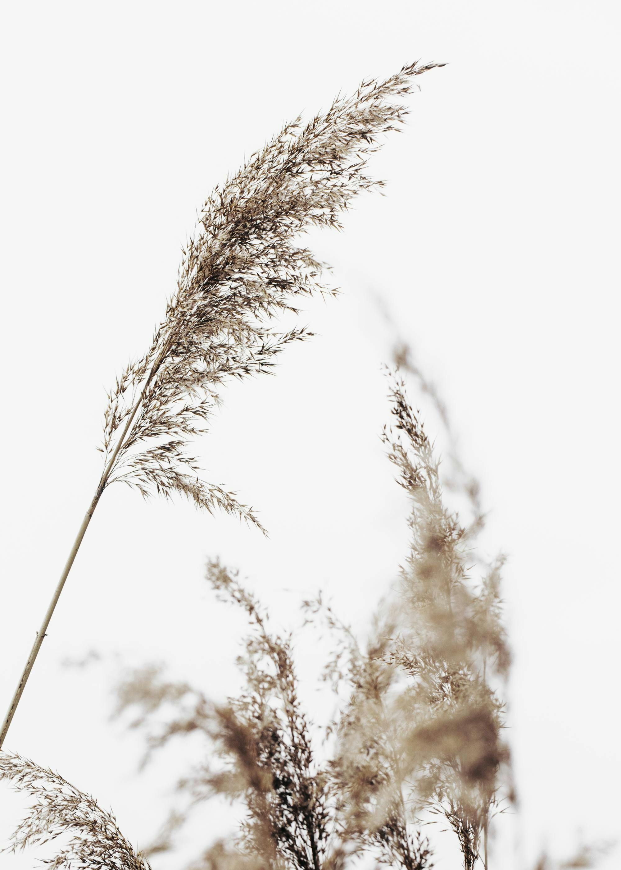 Grass Print 0