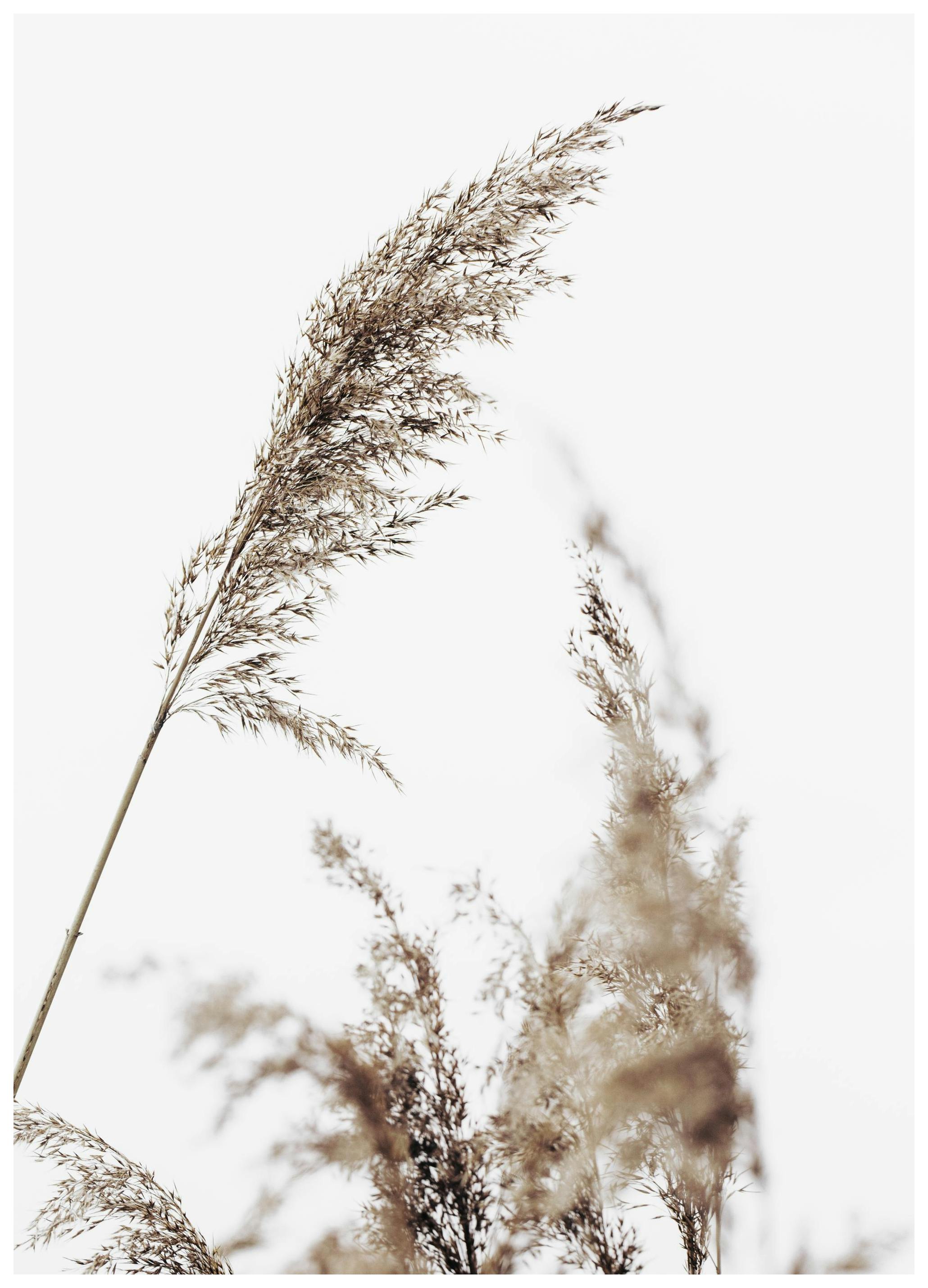 Prints - Grass Print (30x40 cm) - Photography prints