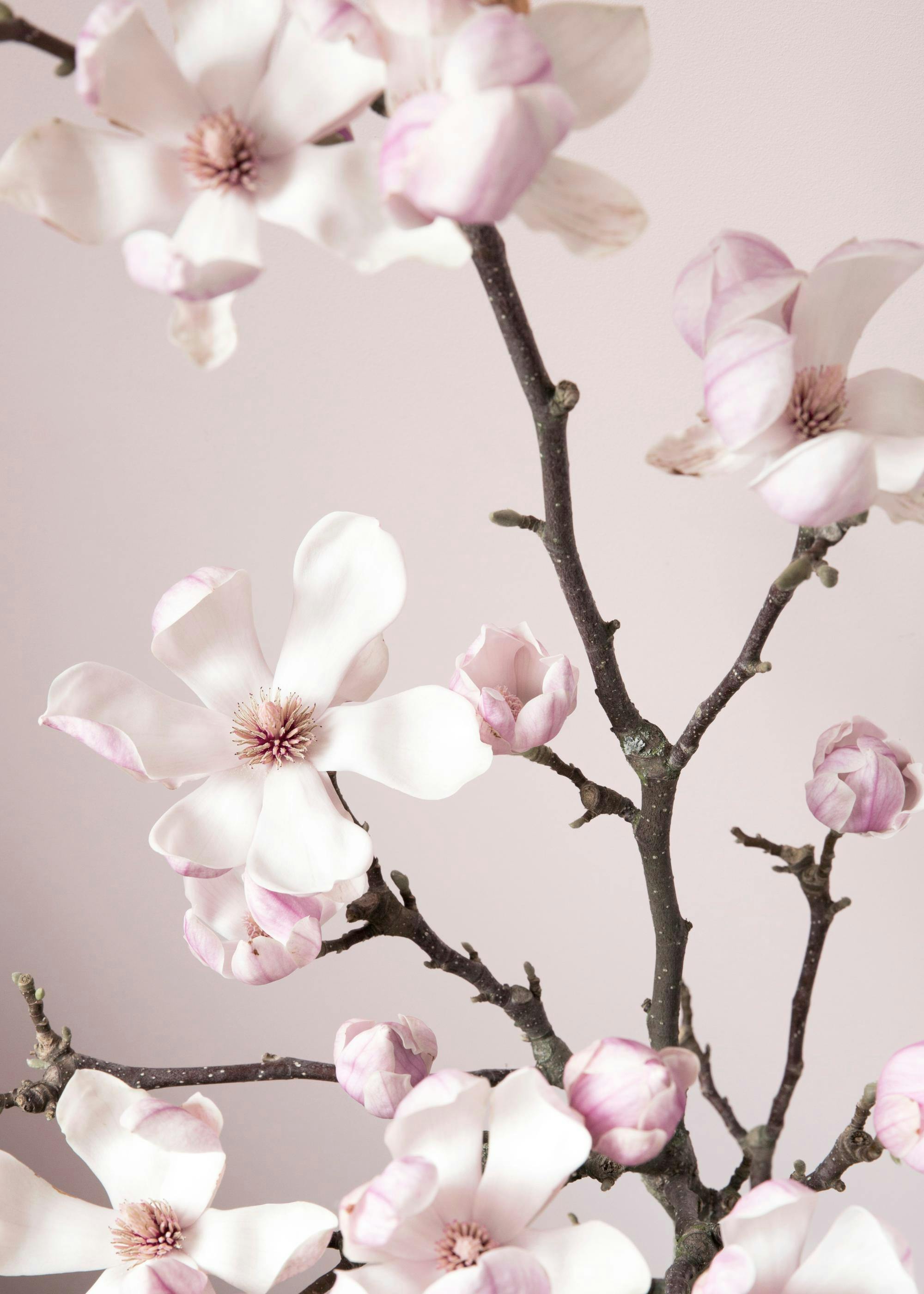 Pink Spring Flower 포스터 0