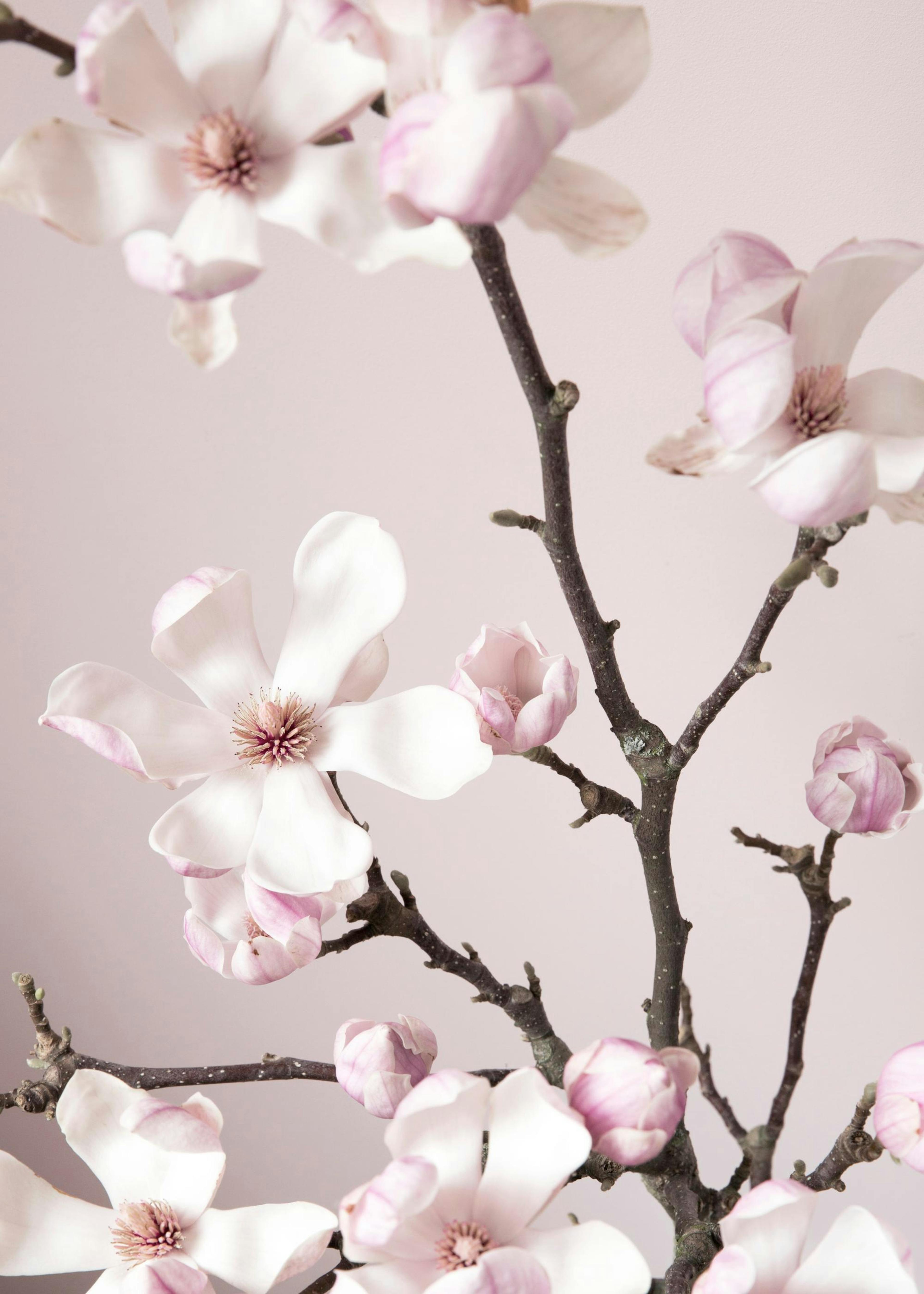 Pink Spring Flower Print 0