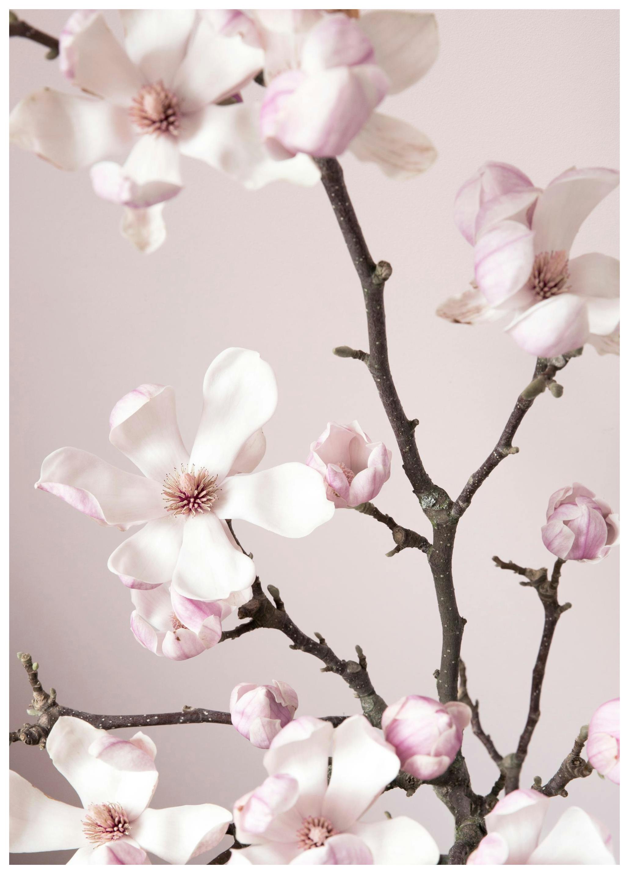 Pink Spring Flower Plakat (21x30 cm)- Fotografia