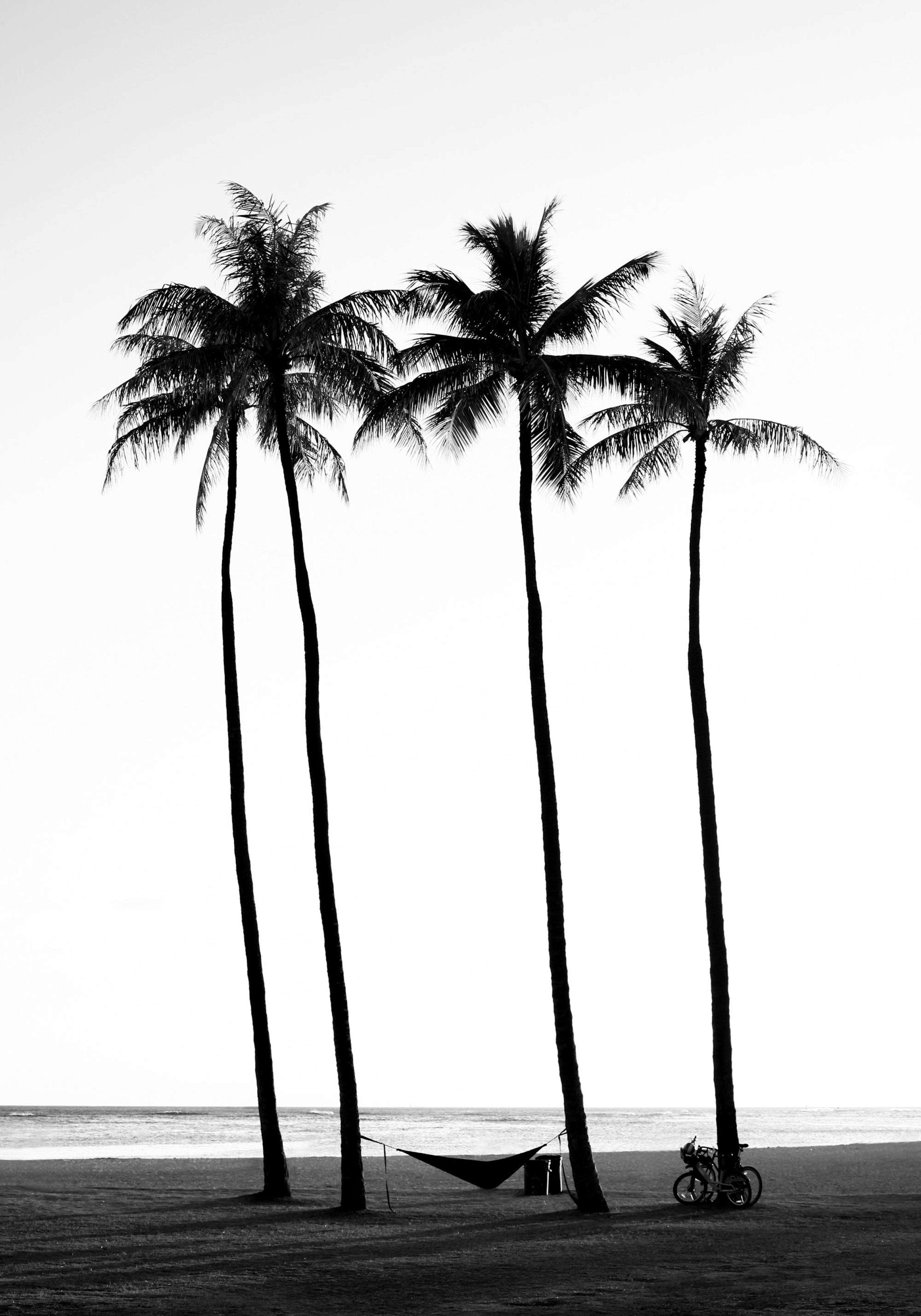 Palm Trees on Beach Print