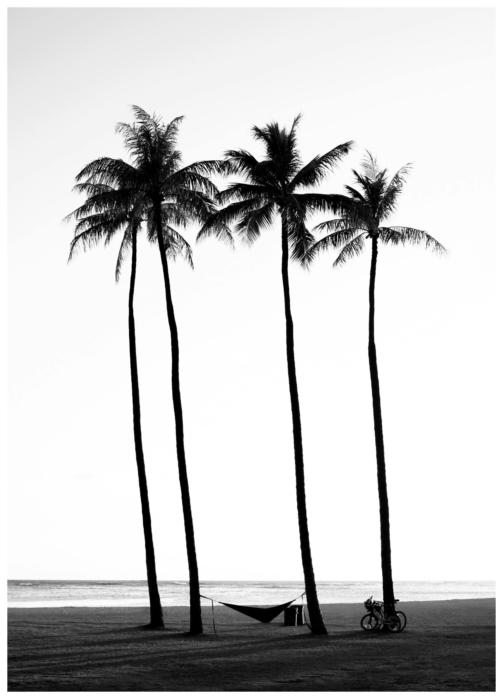 Palm Trees on Beach Plakat (70x100 cm)-Plakaty