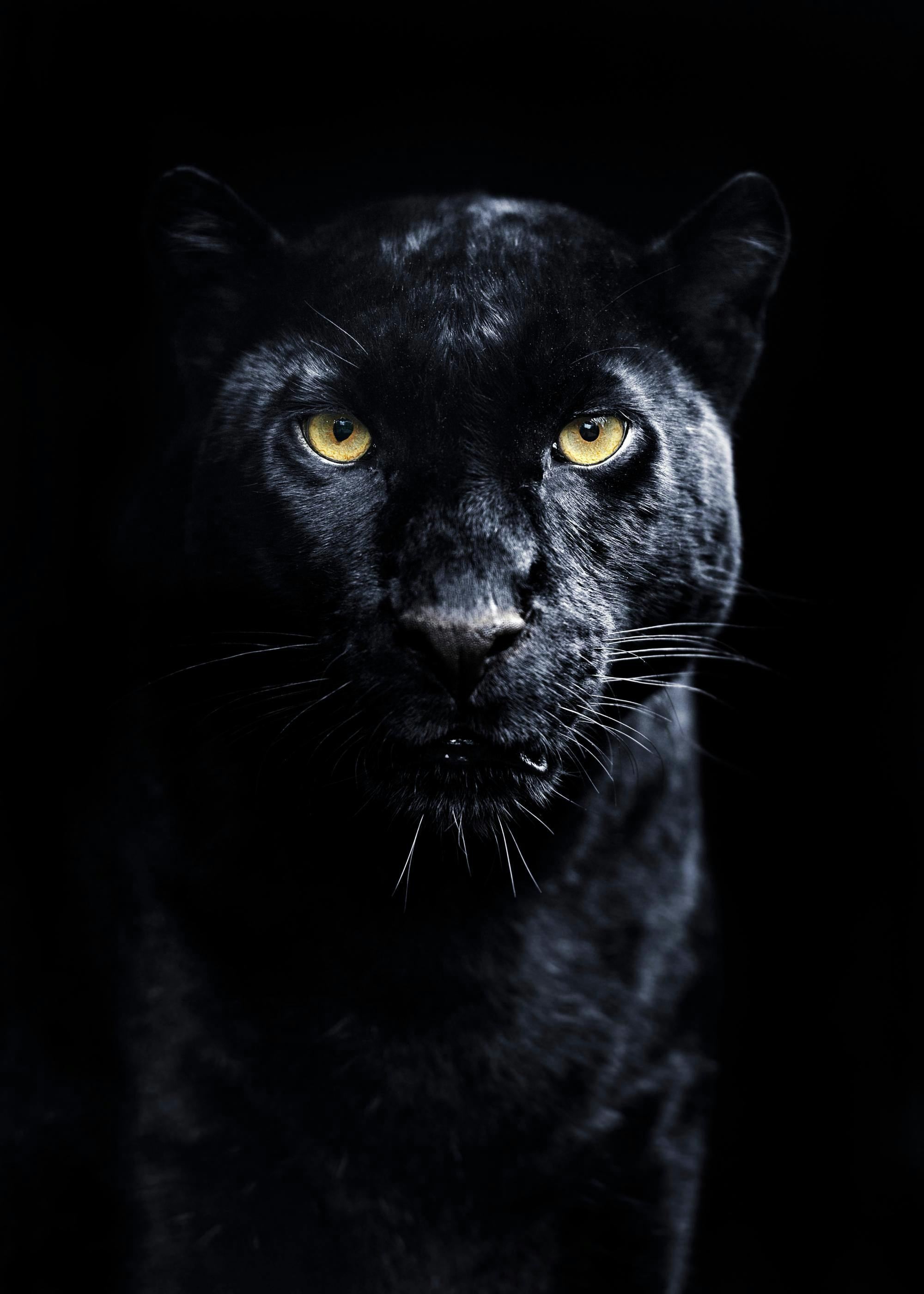 Panther Print 0