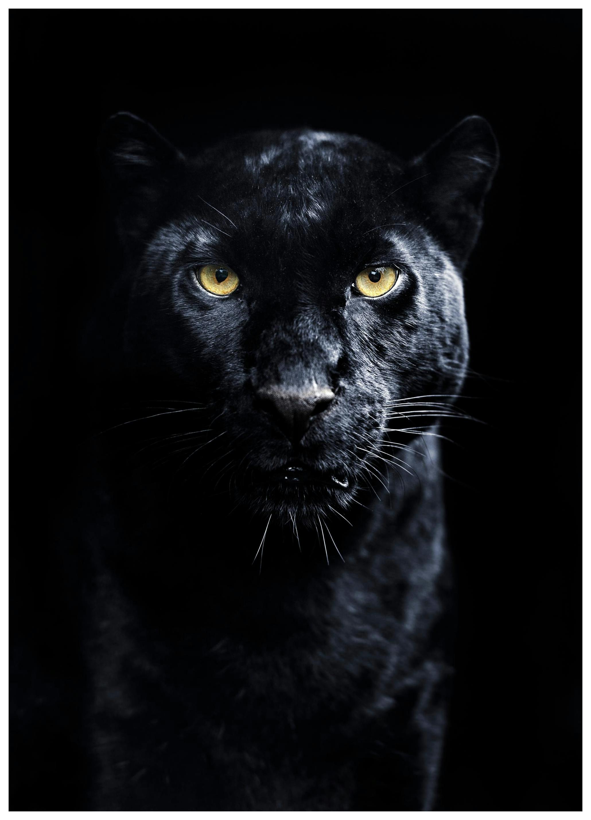 Panther Plakat (30x40 cm)- Fotografia