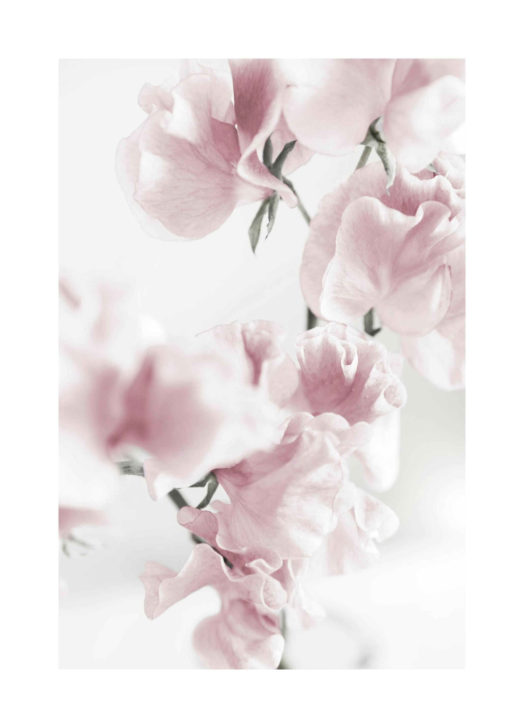 Summer Dream No1 Poster (13x18 cm) -  Fotografien