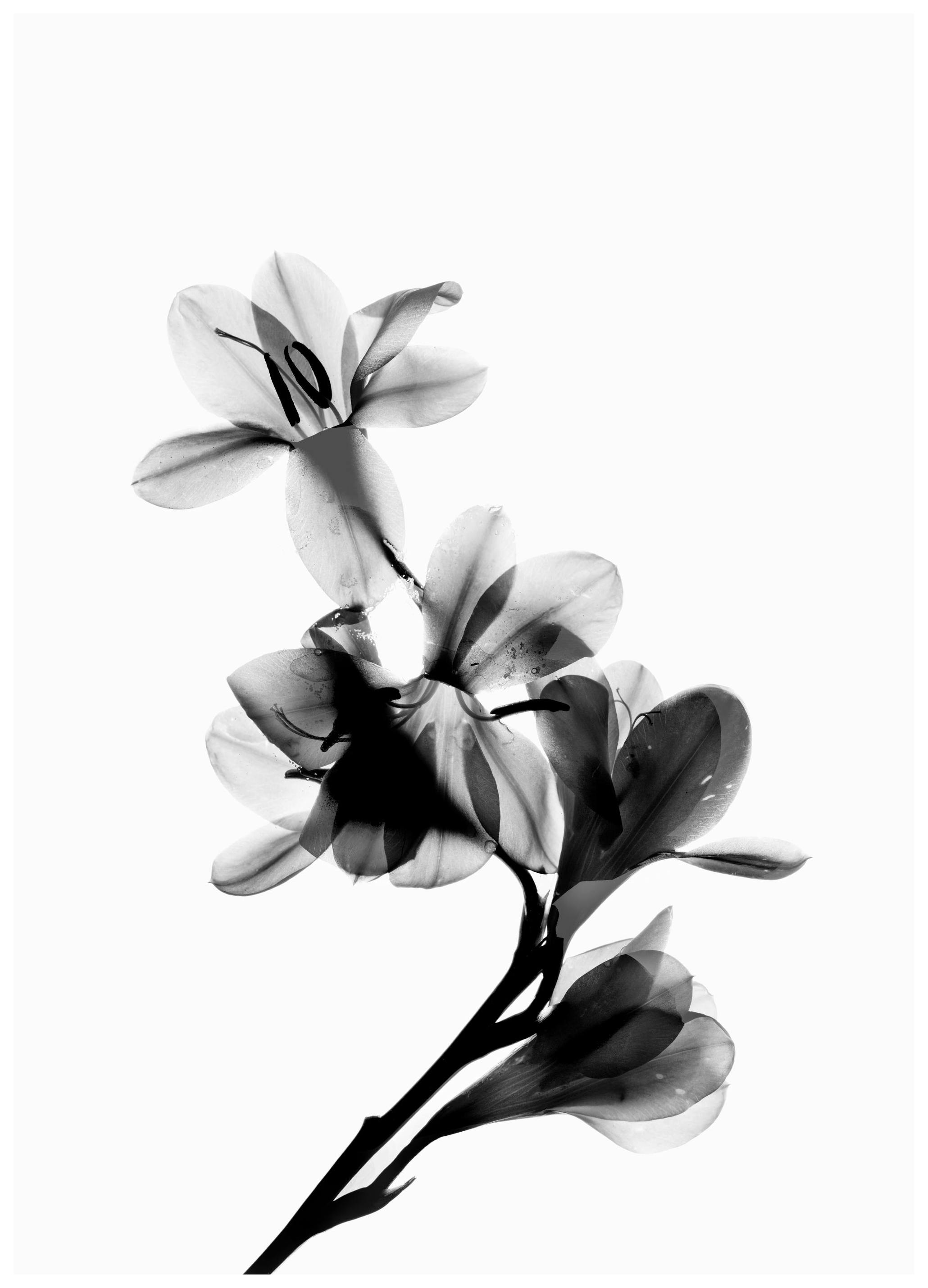 Scanned Flower Poster (50x70 cm)