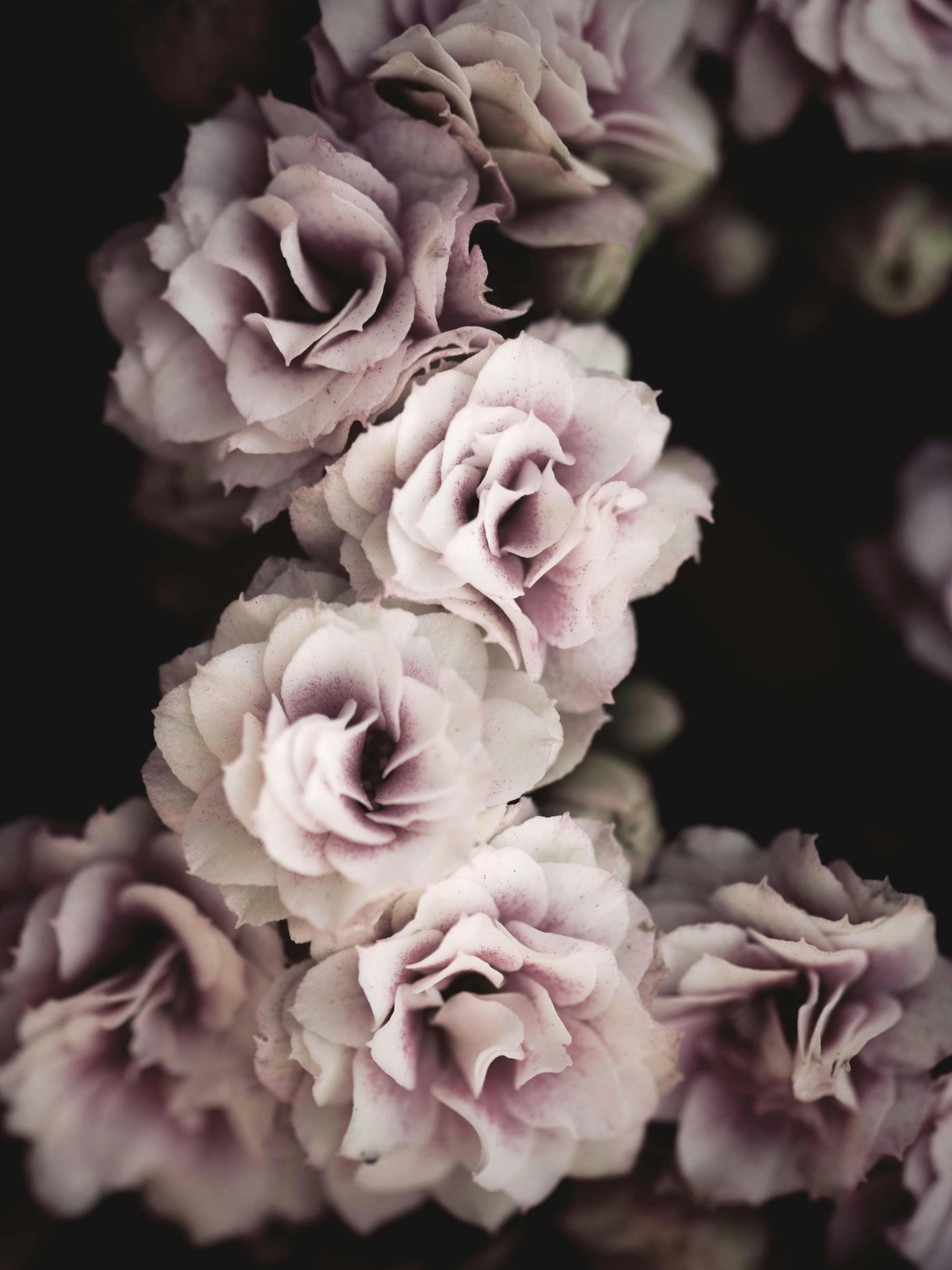 Bouquet De Fleurs 포스터