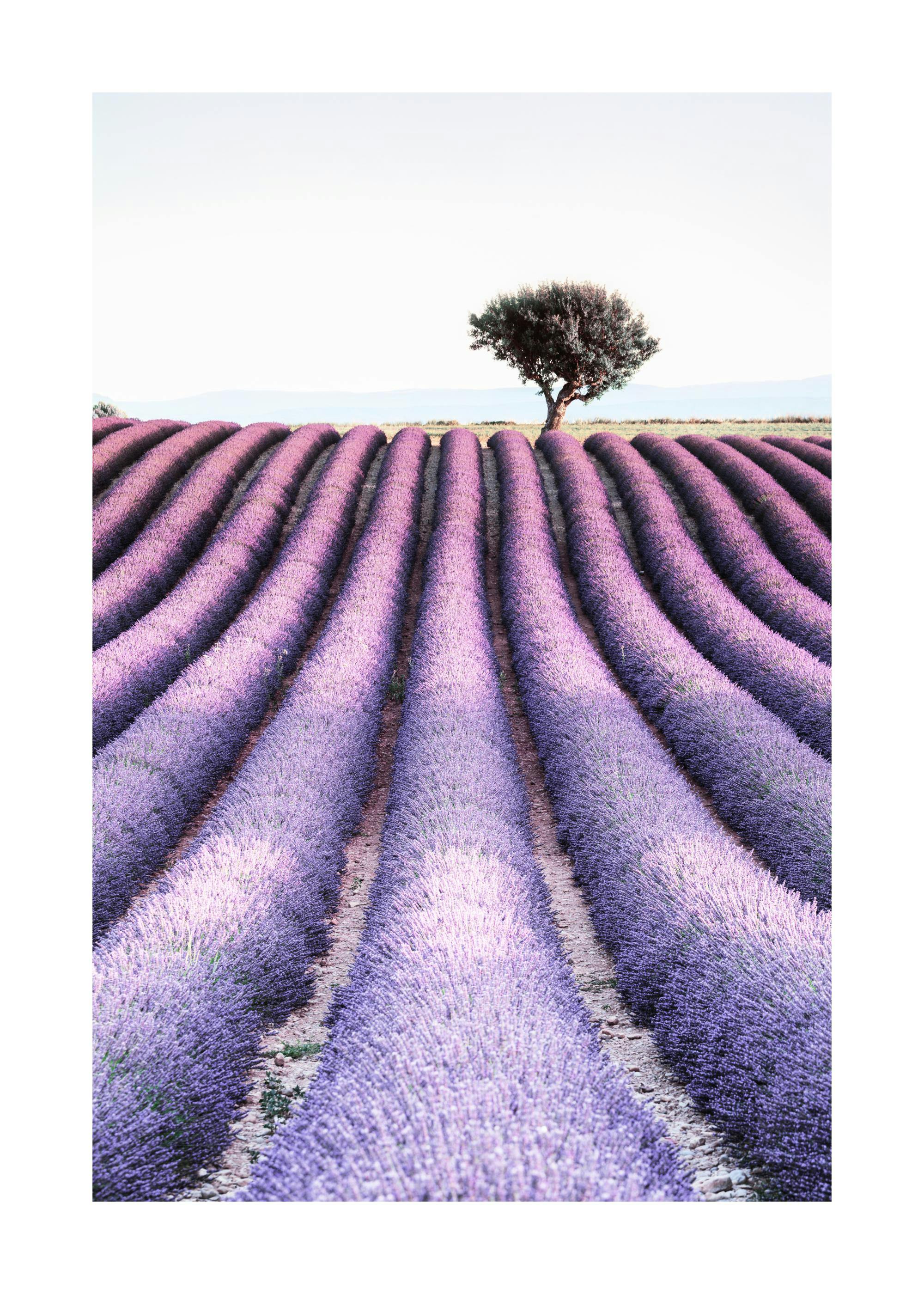 Provence Poster 0