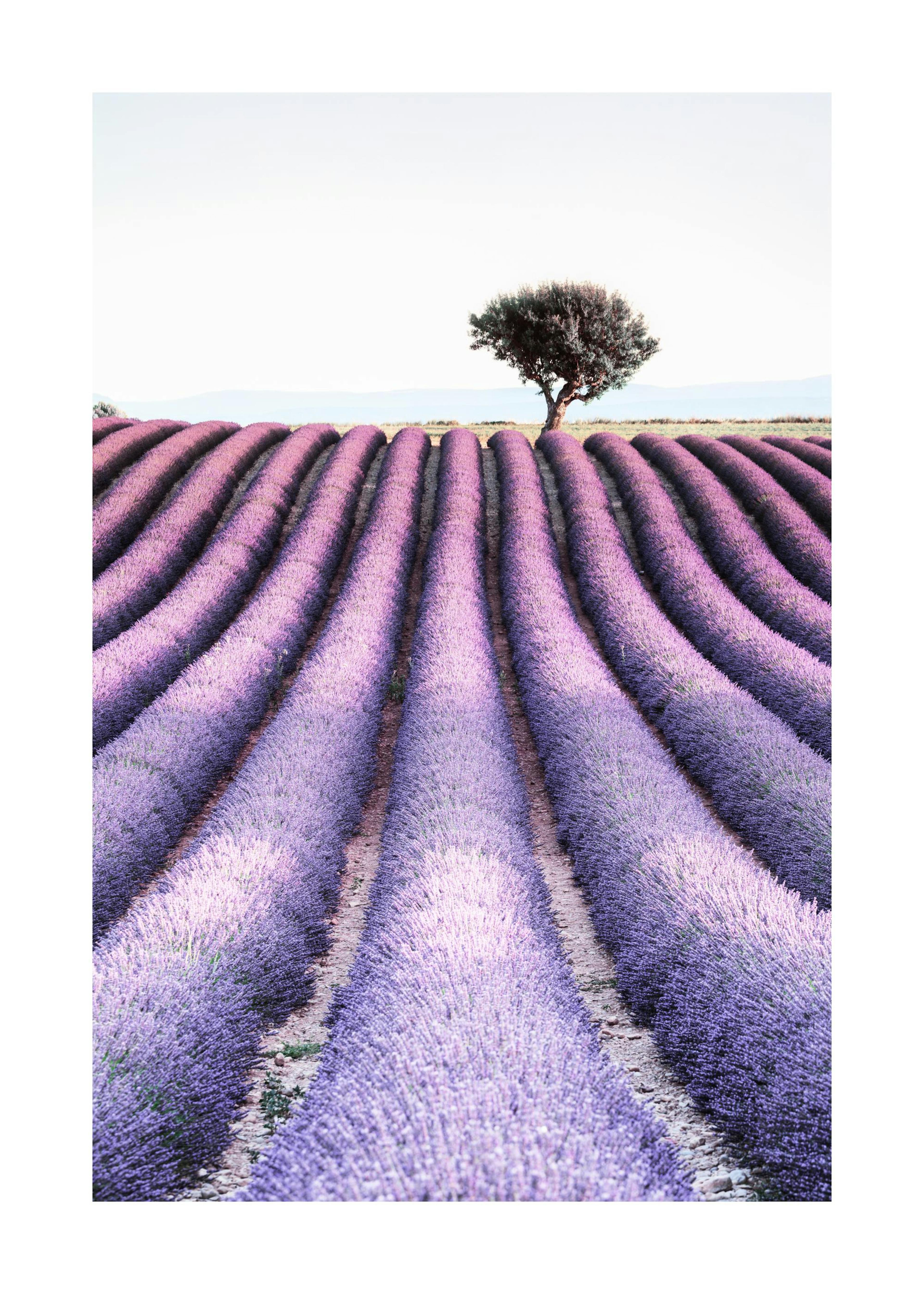 Provence Poster 0