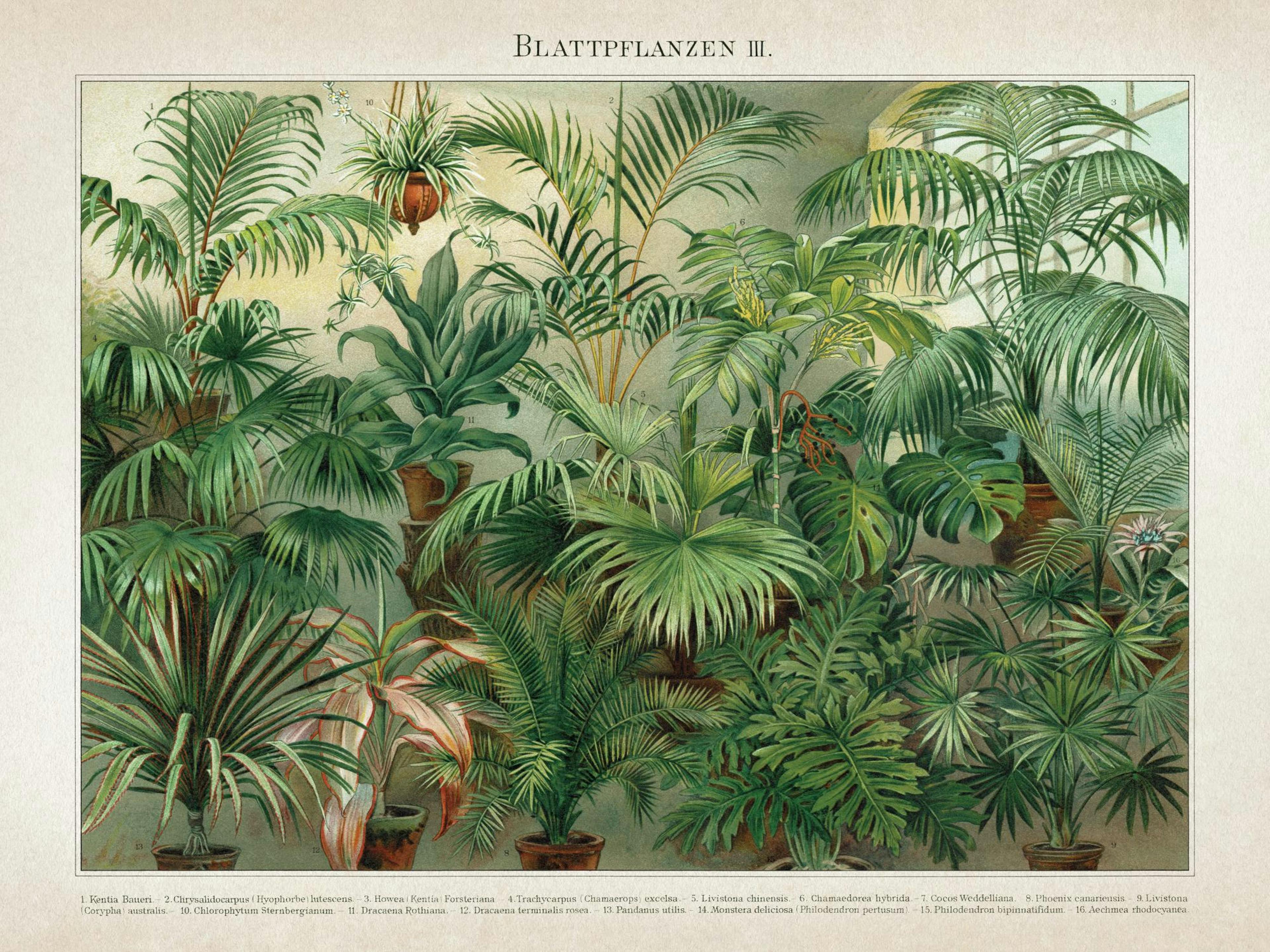 Vintage Print Collection No8 Print
