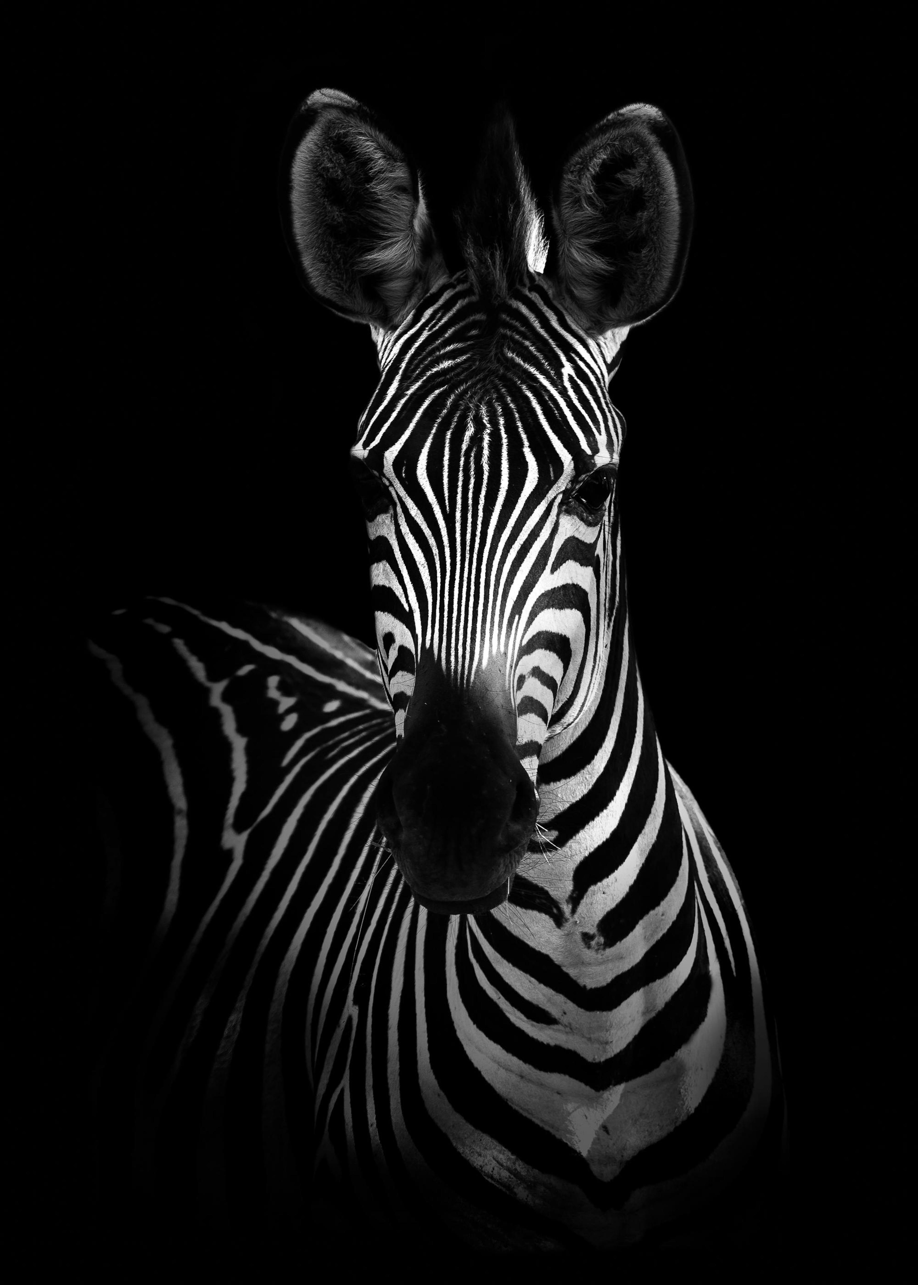 Zebra on Black Print