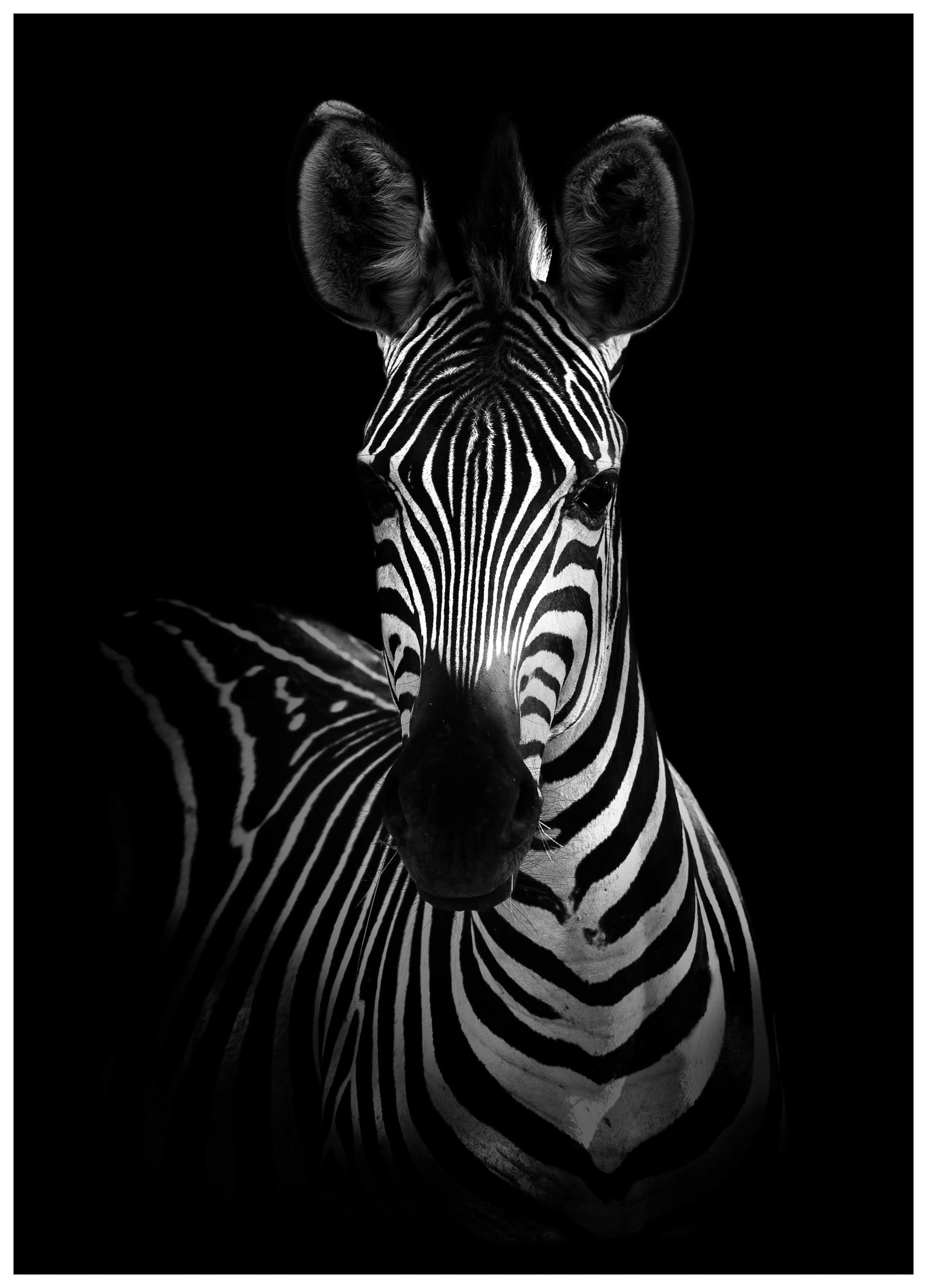 Zebra on Black Plakat (50x70 cm) - Plakater > Svarthvitt plakater