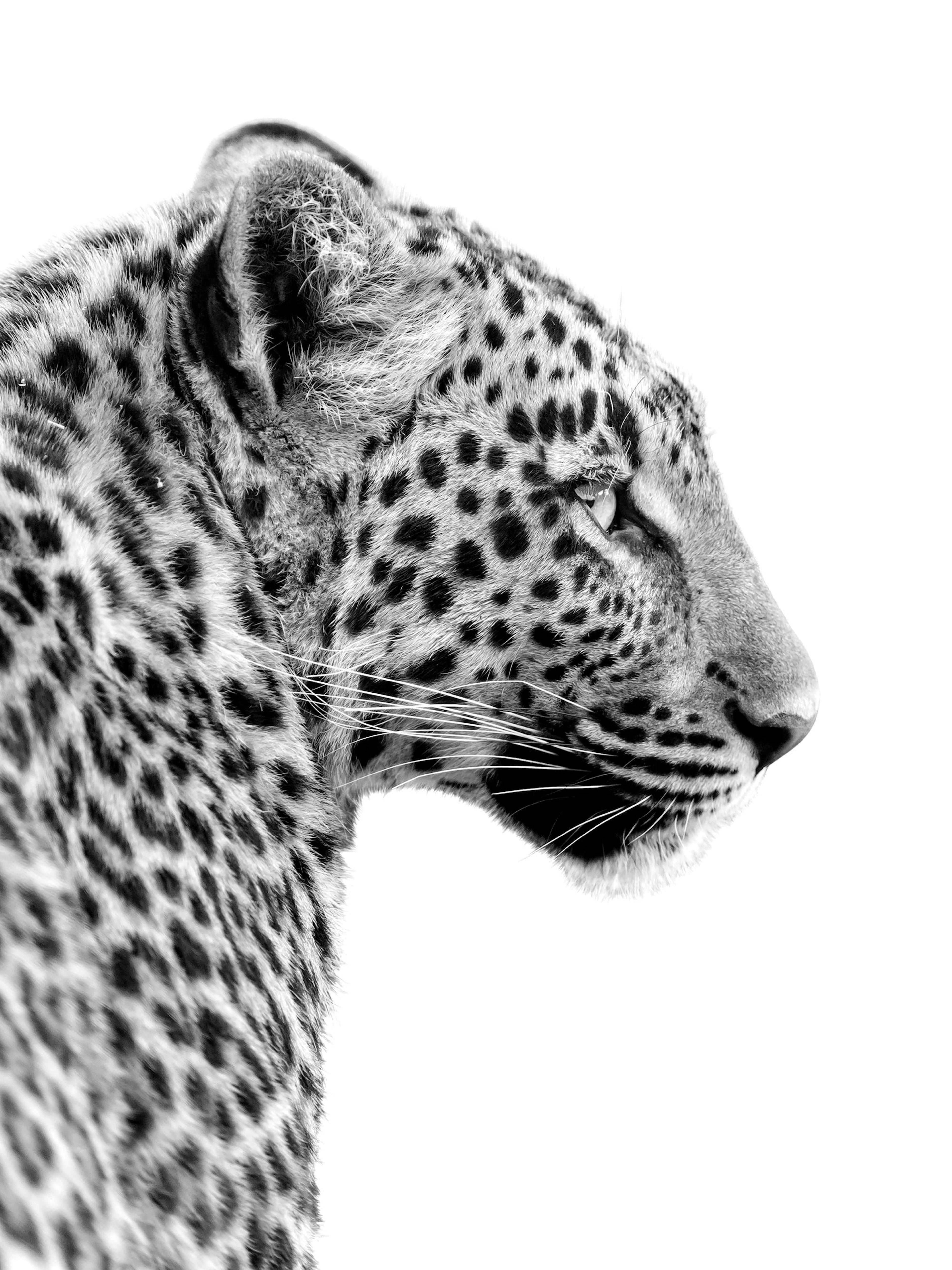 Leopard Profile Poster