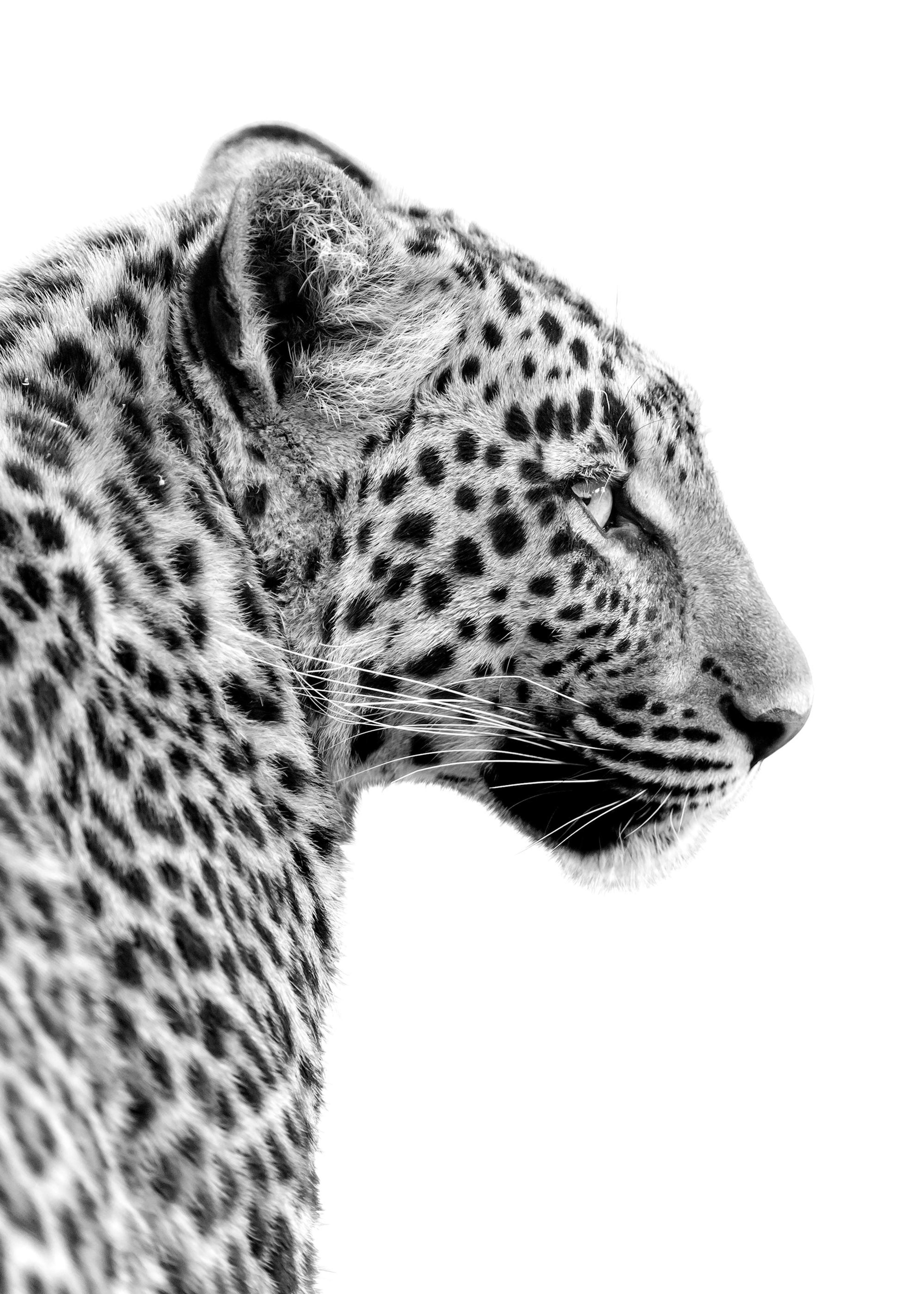 Leopard Profile Poster 0