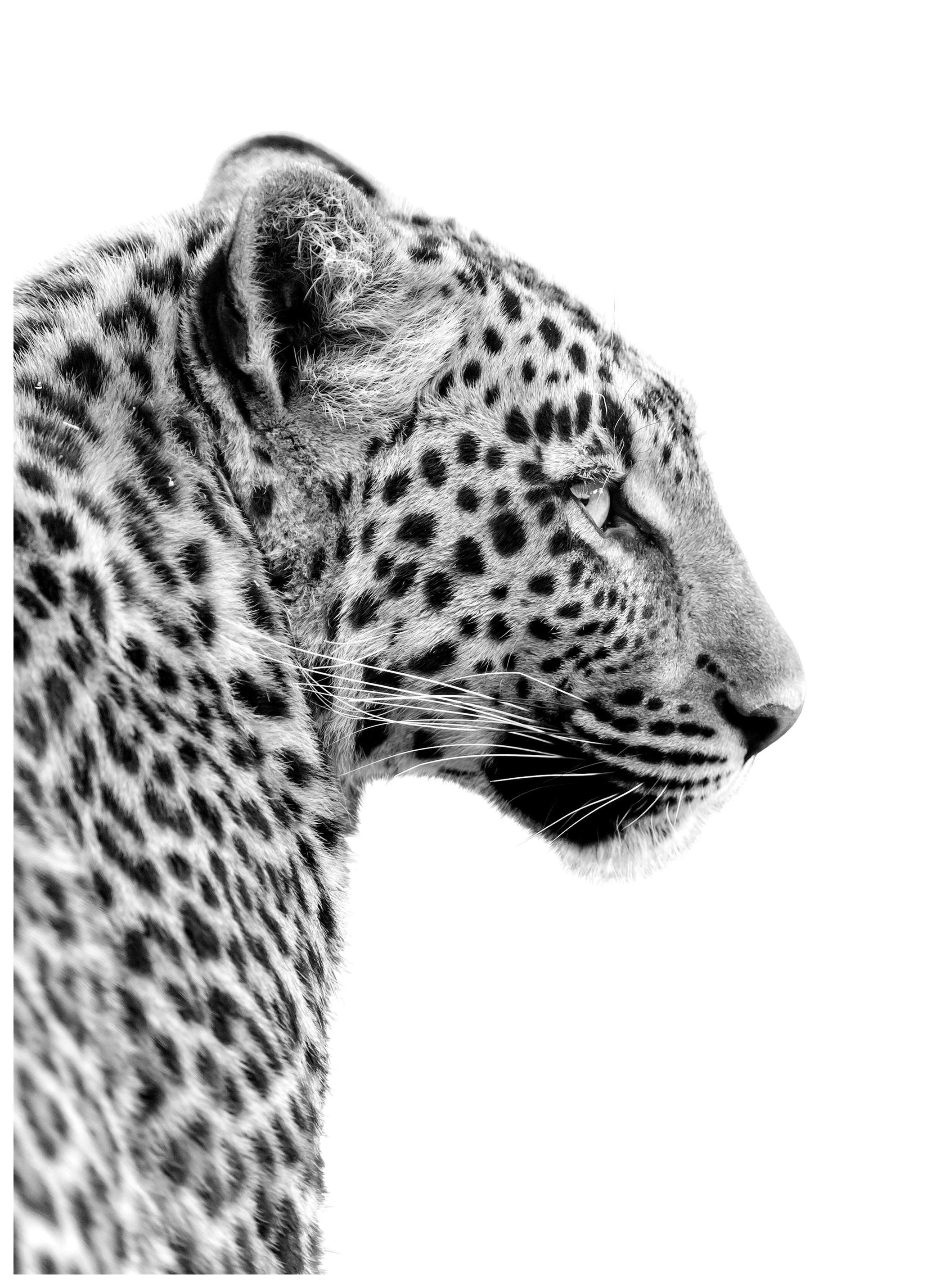 Prints - Leopard Profile Print (50x70 cm) - Black & white prints