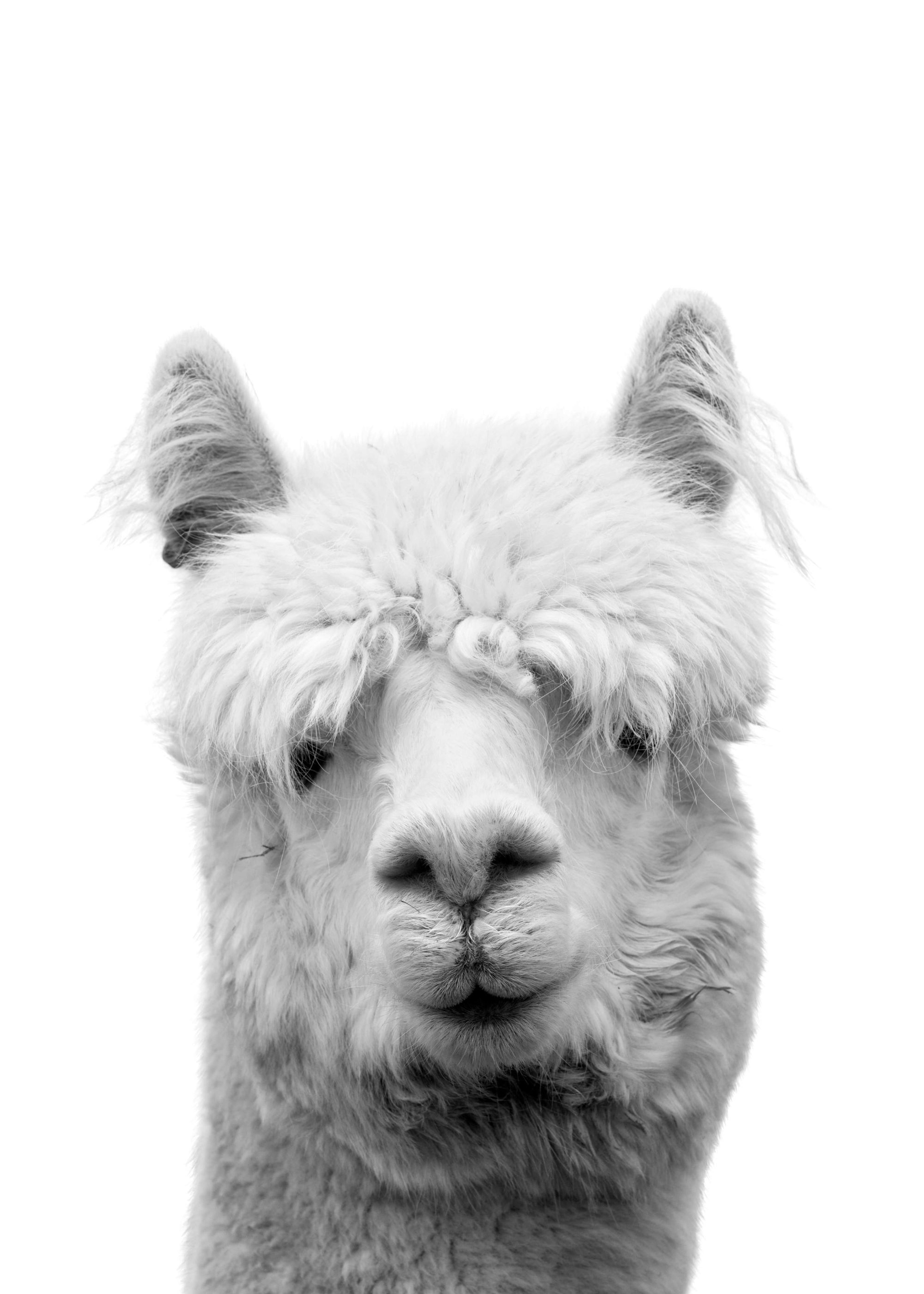 Lama B&W Print 0