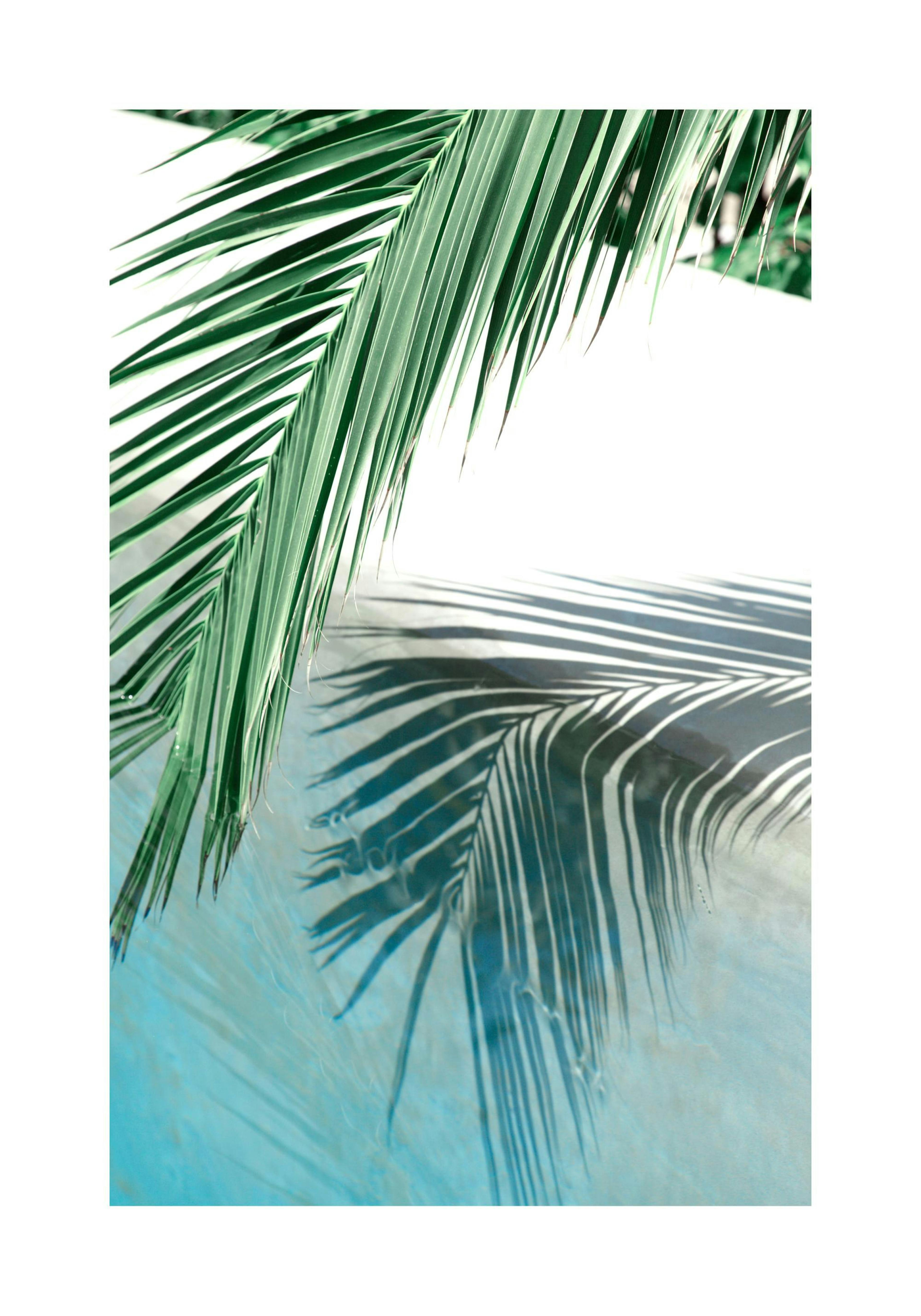 Poolside Palm Reflection Poster