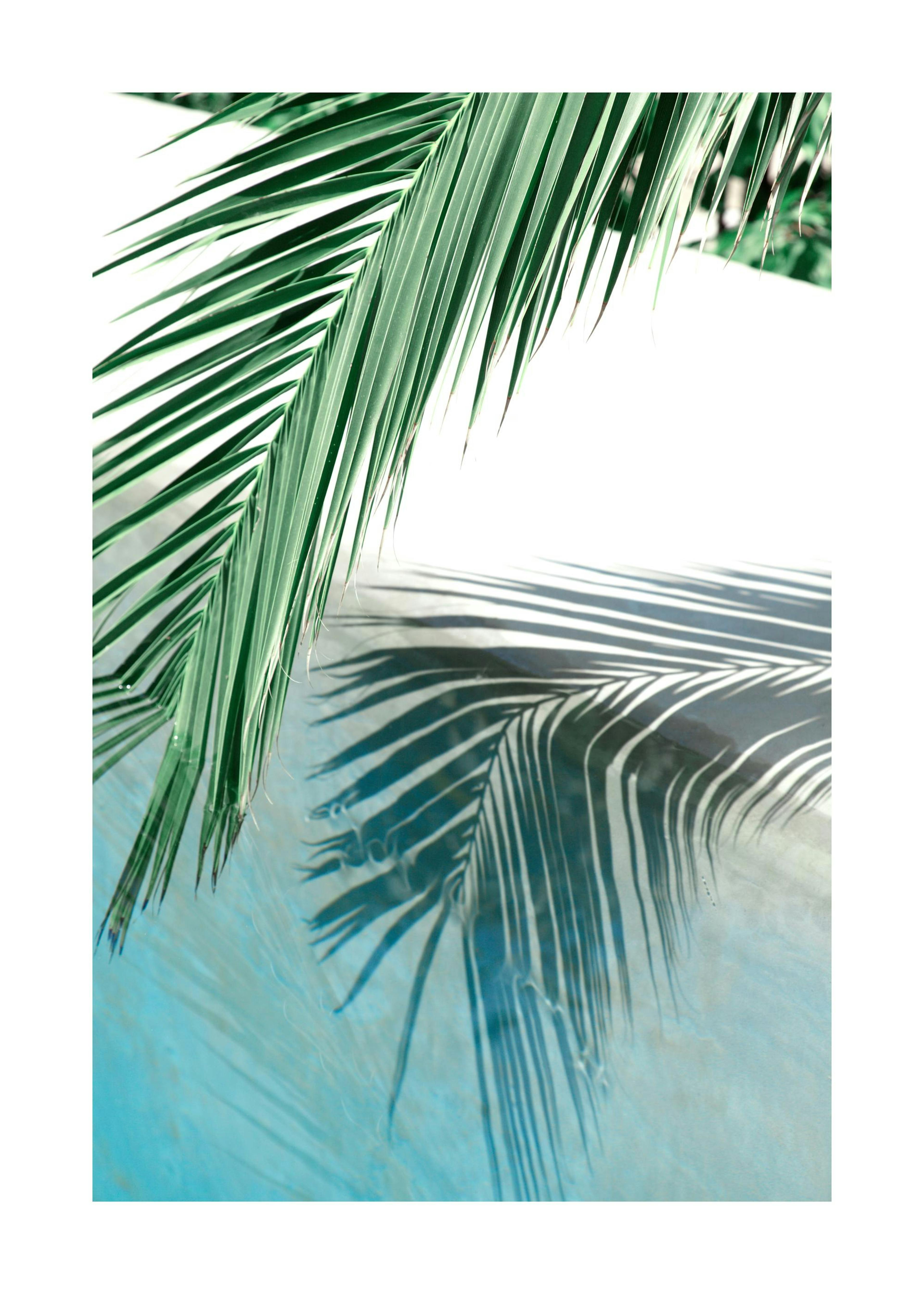 Poolside Palm Reflection Print 0