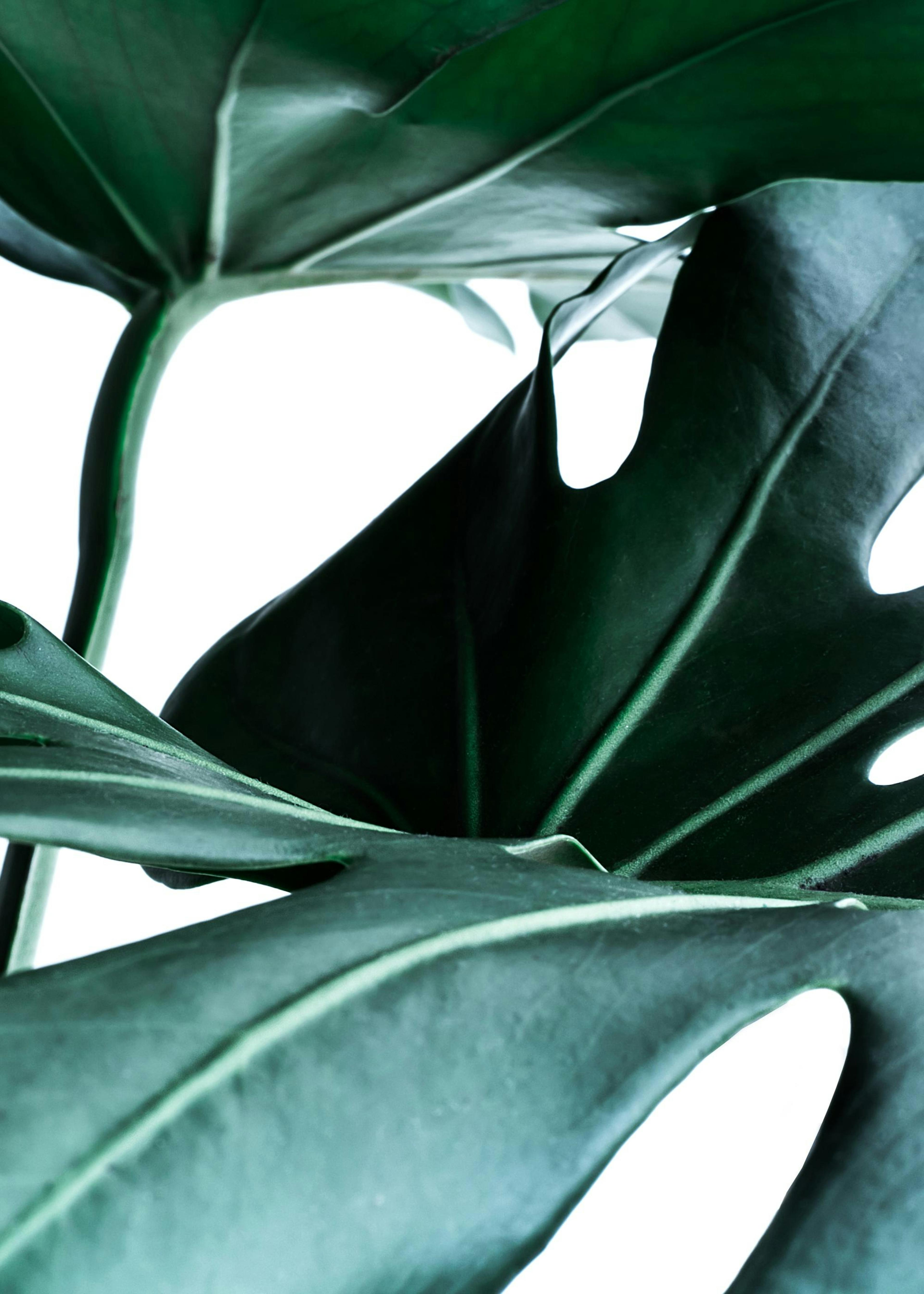 Big Monstera No.1 Poster 0