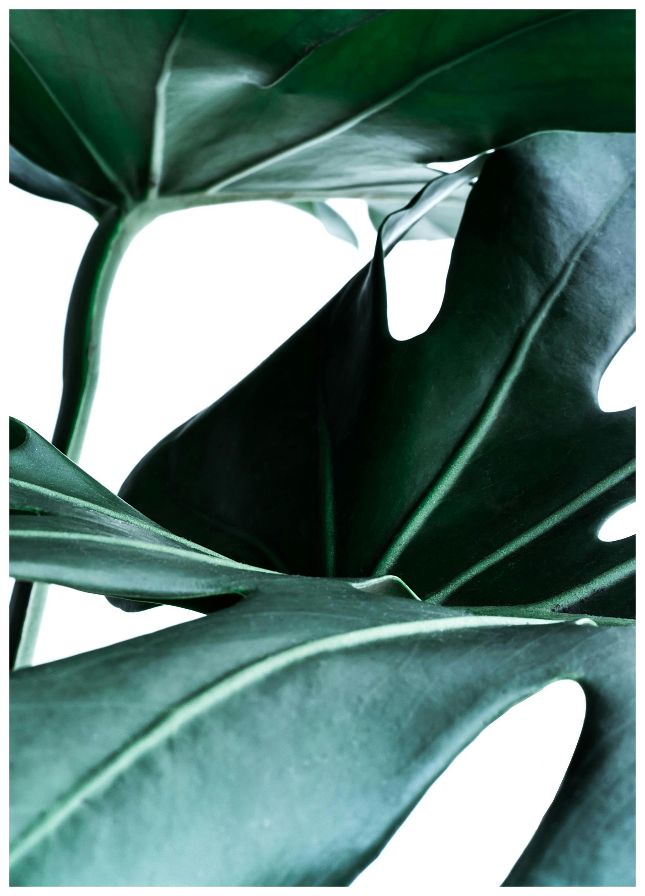 Big Monstera No.1 Affiche (30x40 cm) - Photographies