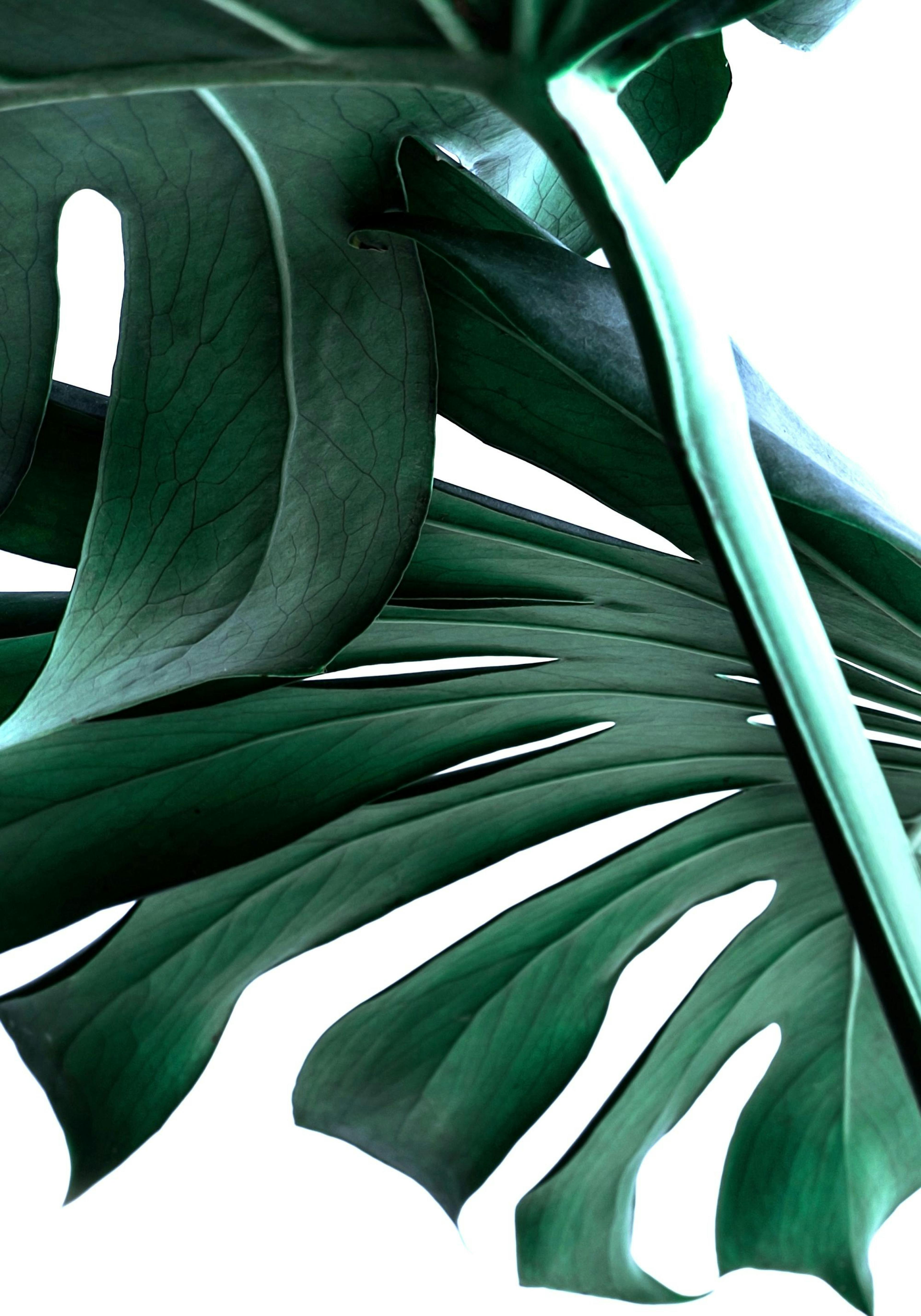 Big Monstera No.2 Print