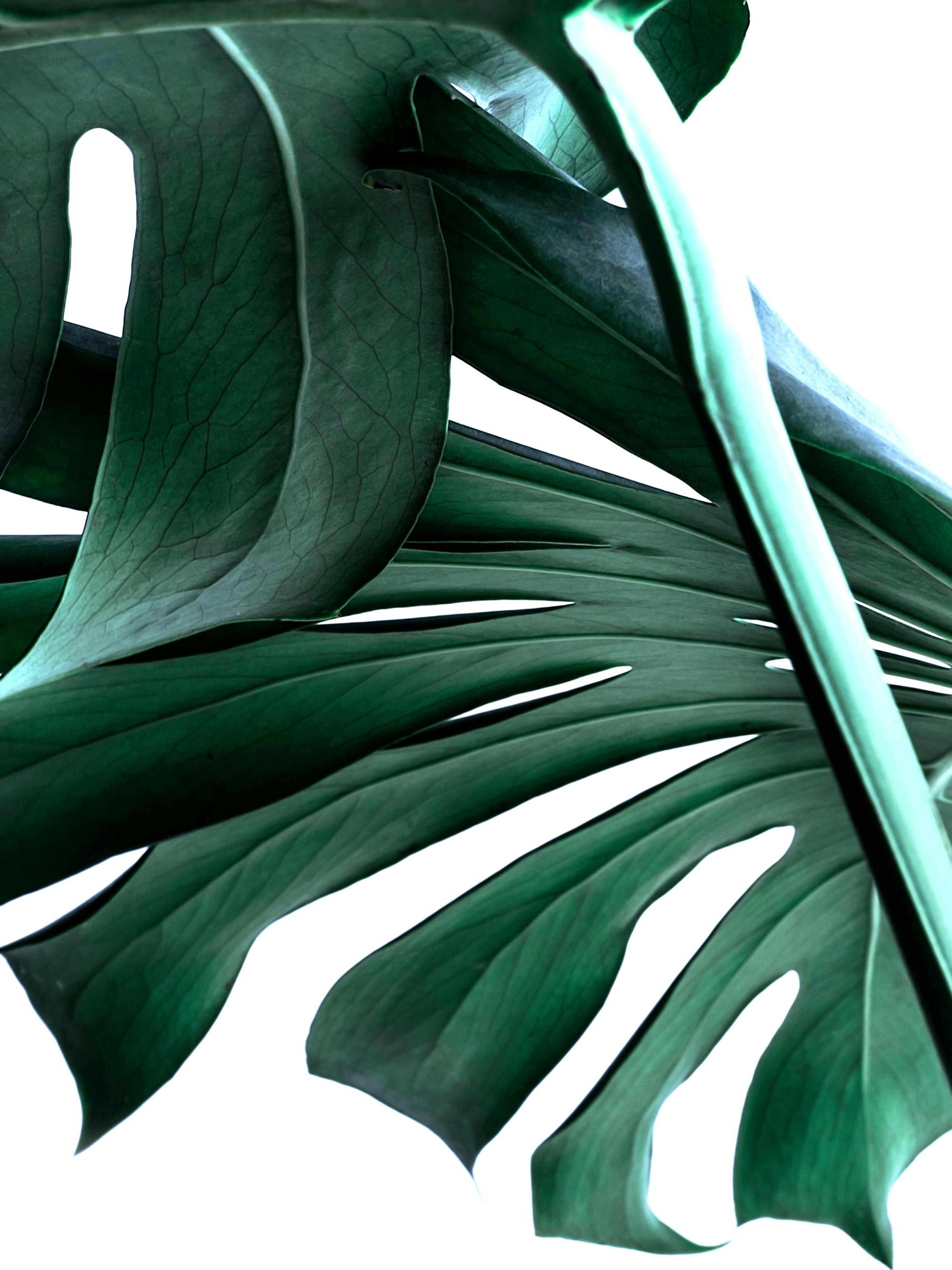 Big Monstera No.2 Affiche 0